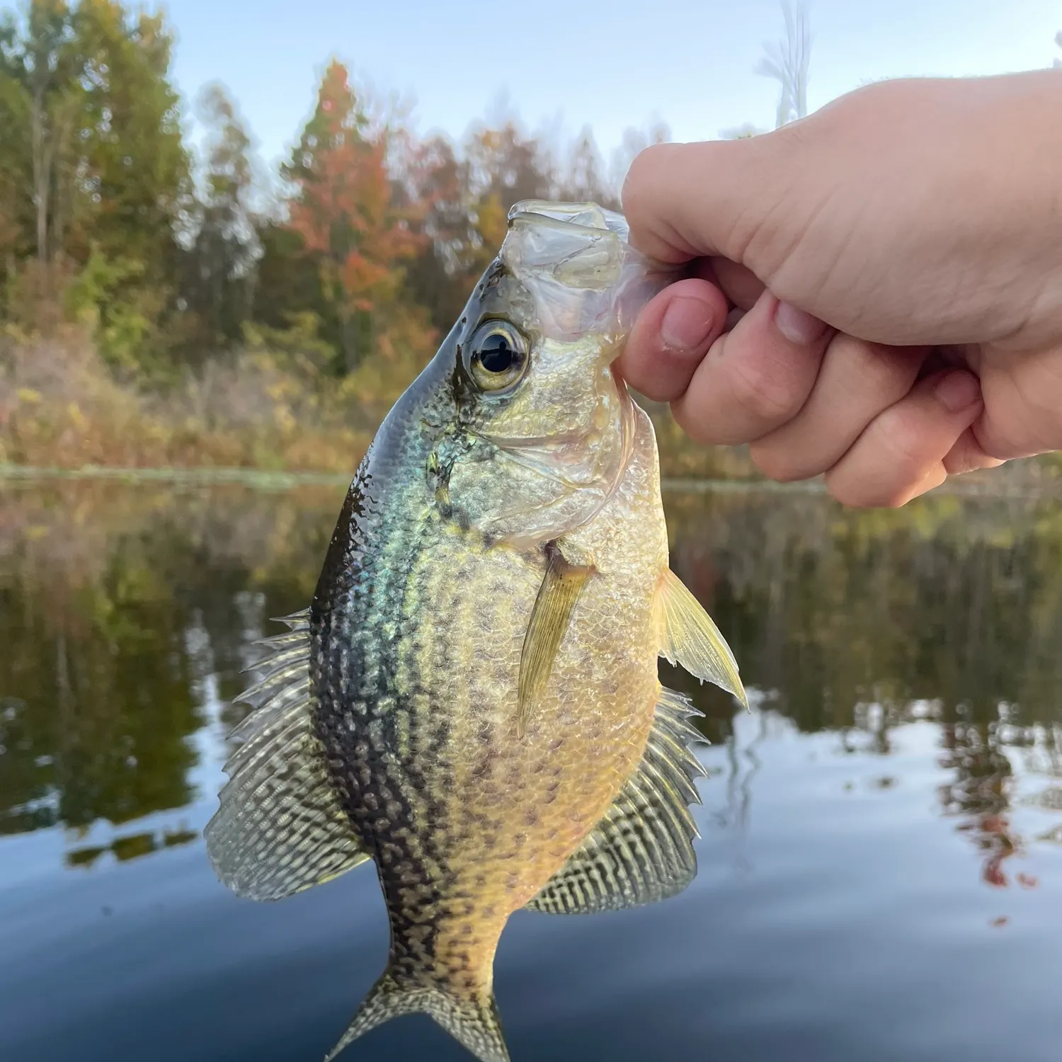 Black crappie caught on Fishbrain