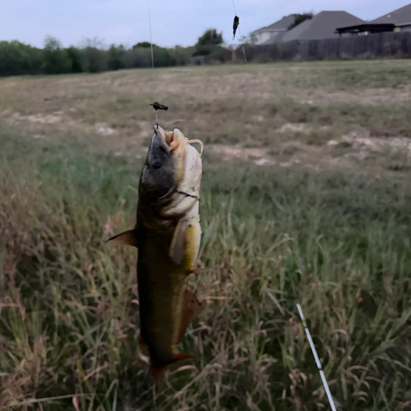 Yellow bullhead caught on Fishbrain