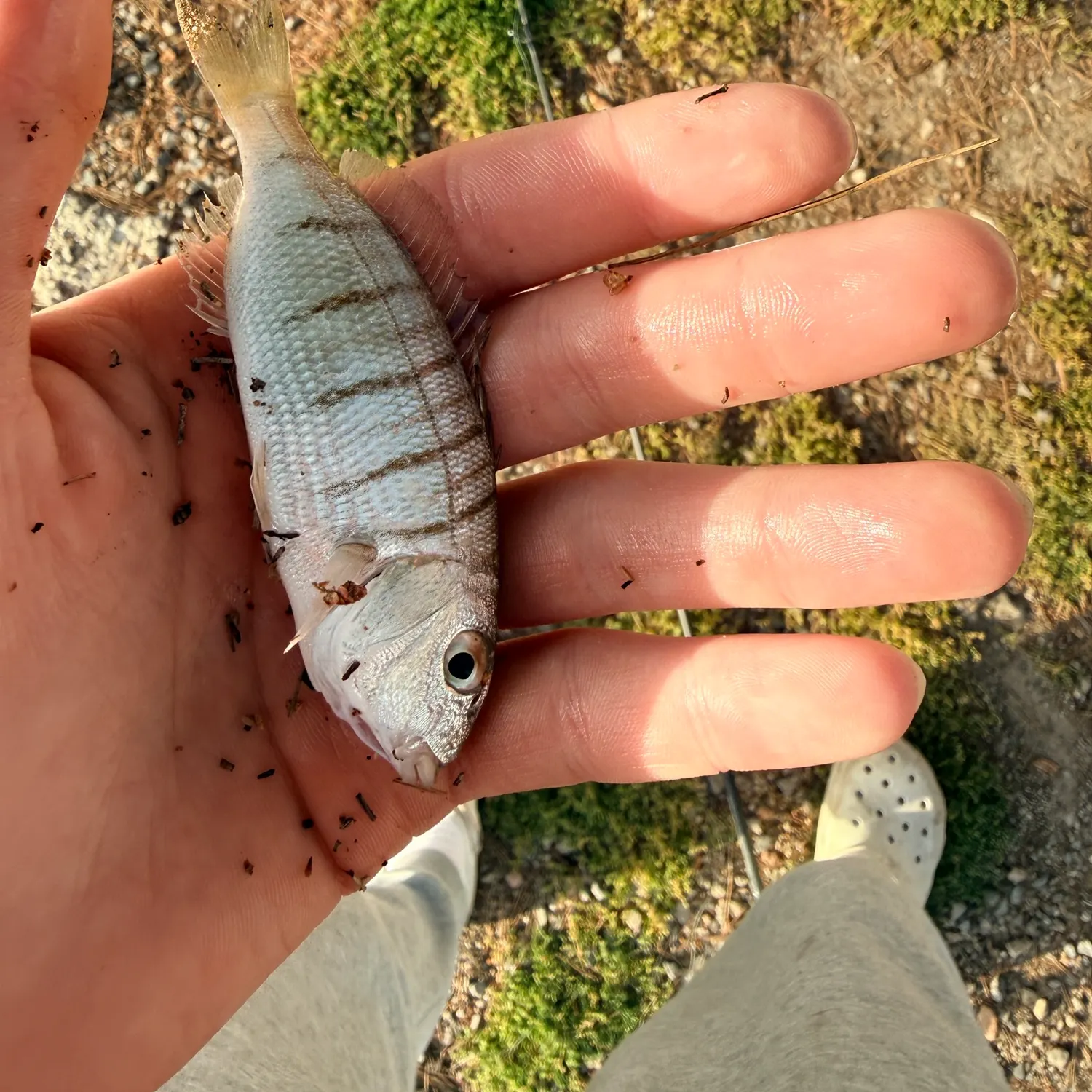 The most recent Striped seabream catches on Fishbrain