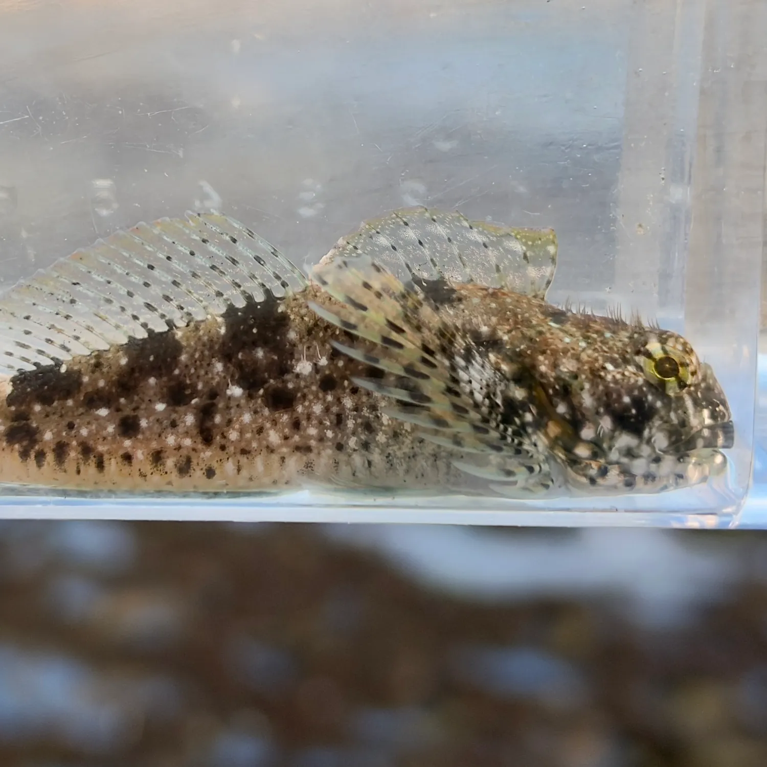 Woolly sculpin caught on Fishbrain