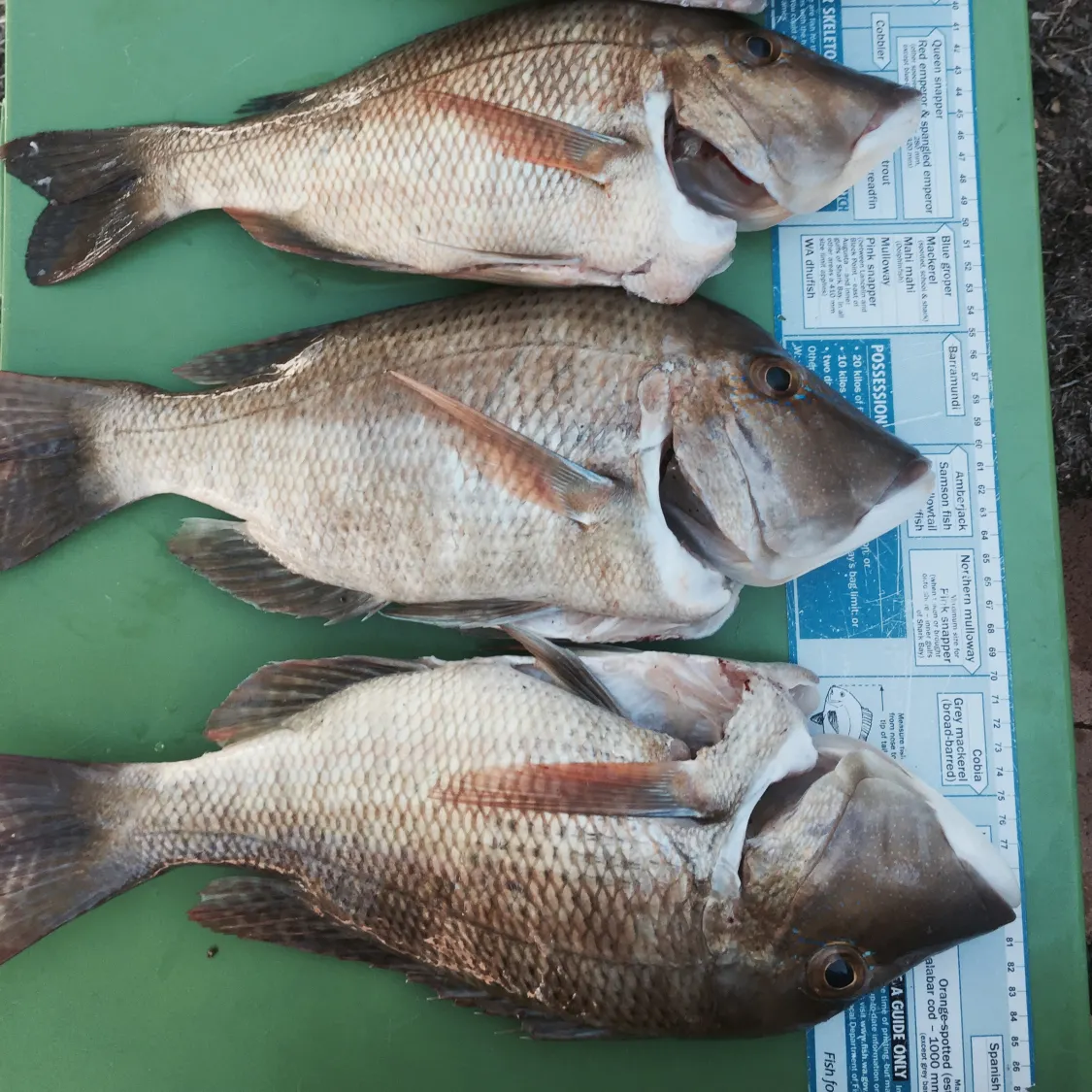 recently logged catches