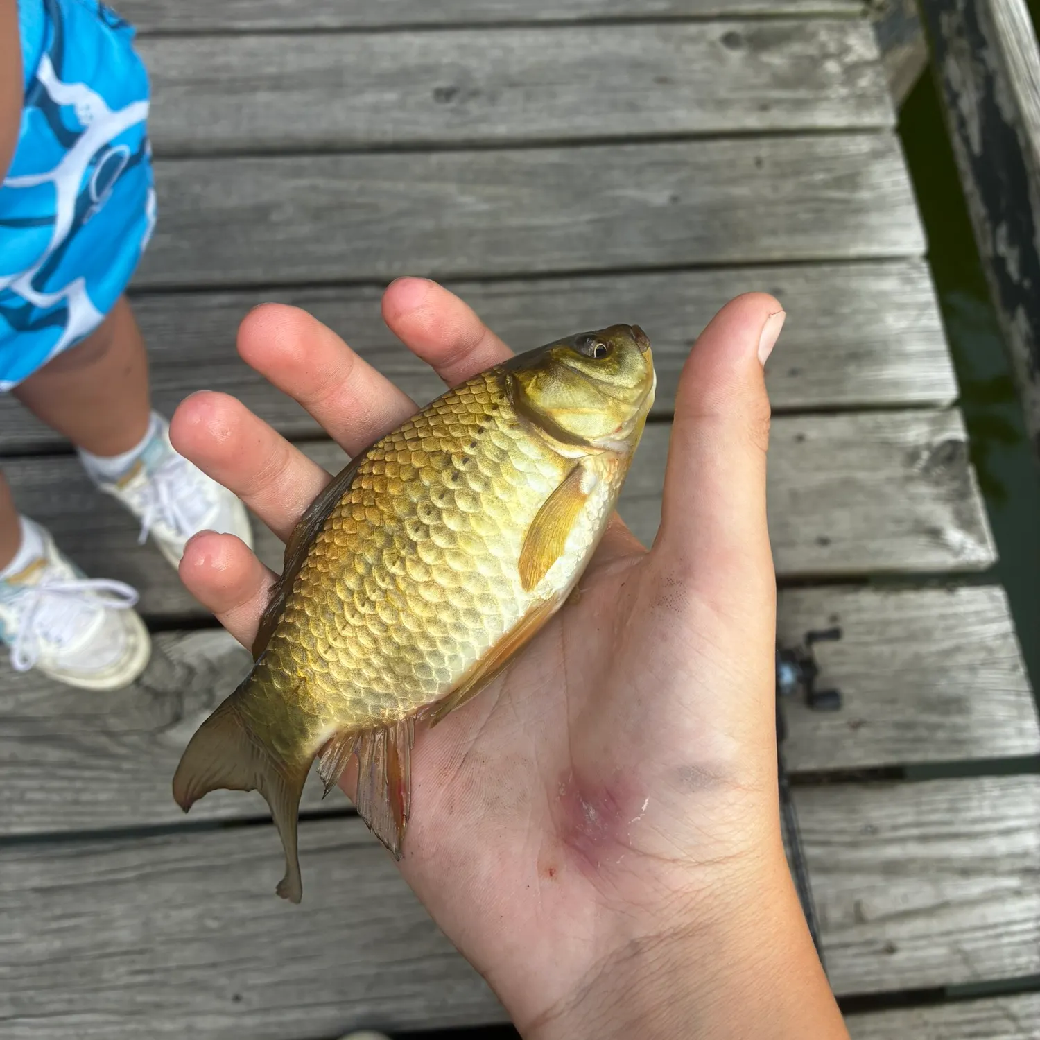 Goldfish caught on Fishbrain