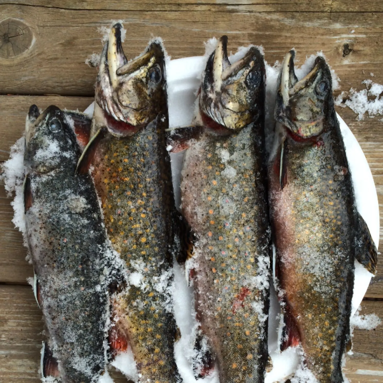 recently logged catches