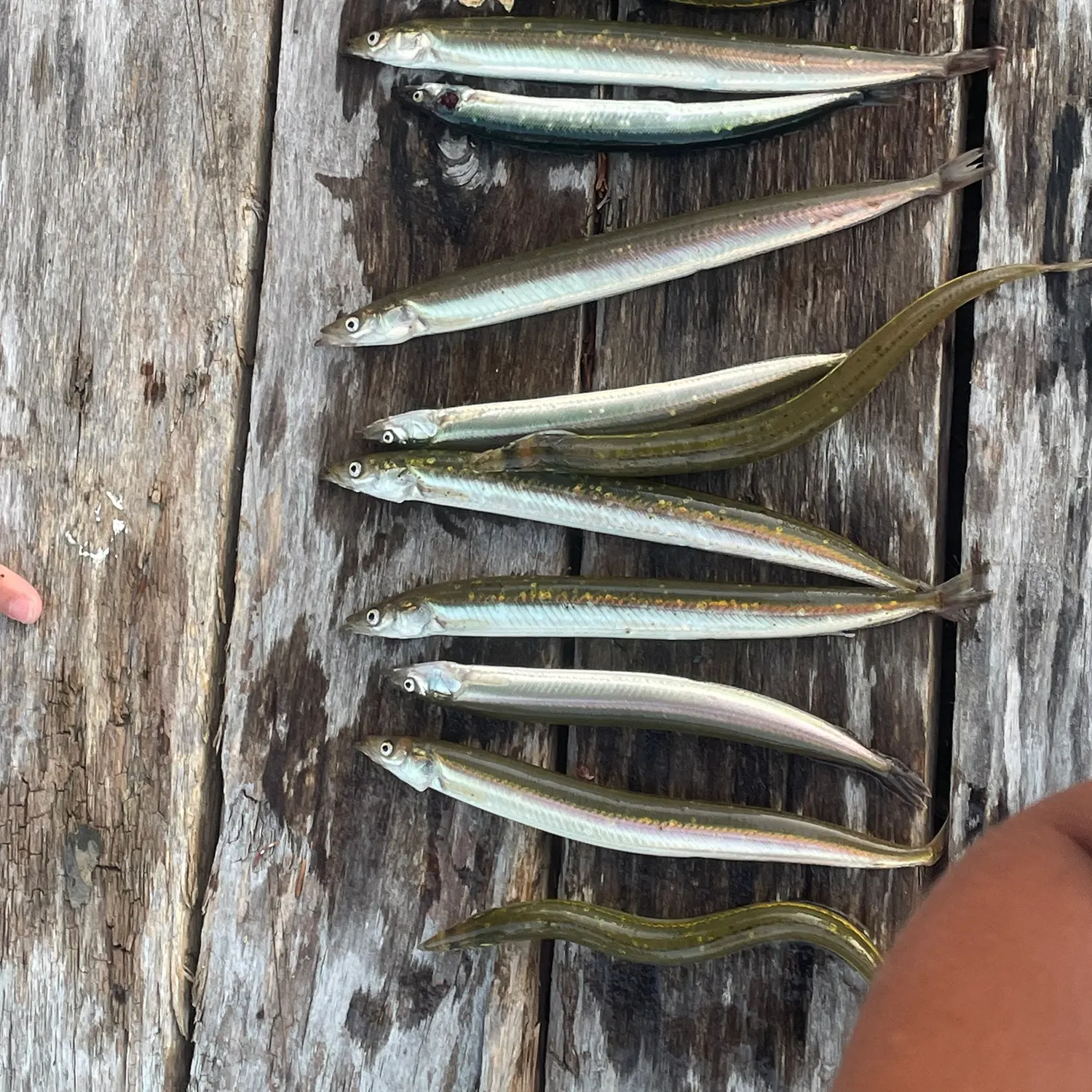 The most recent American sand lance catches on Fishbrain