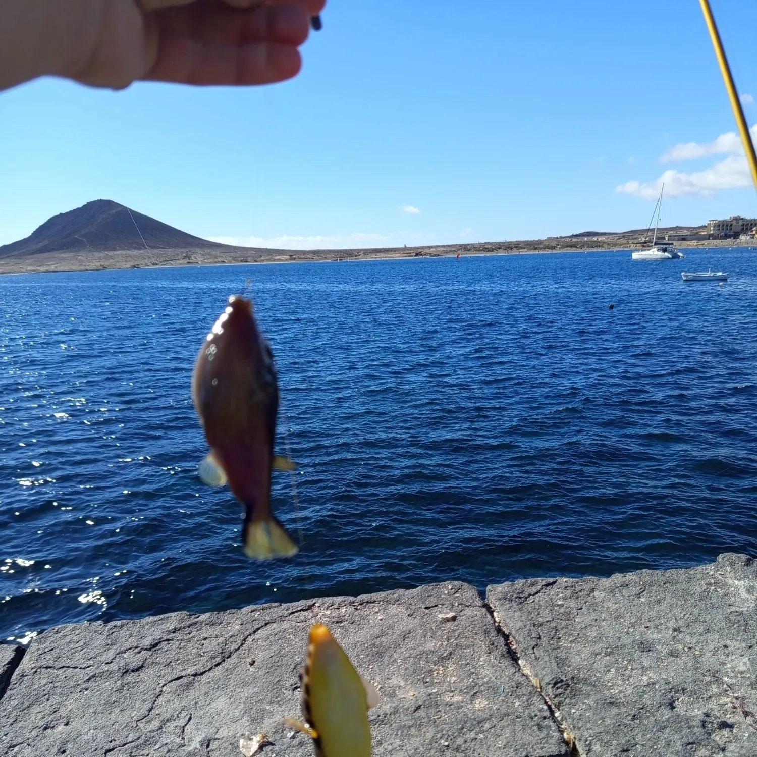 The most recent Spotted green pufferfish catches on Fishbrain