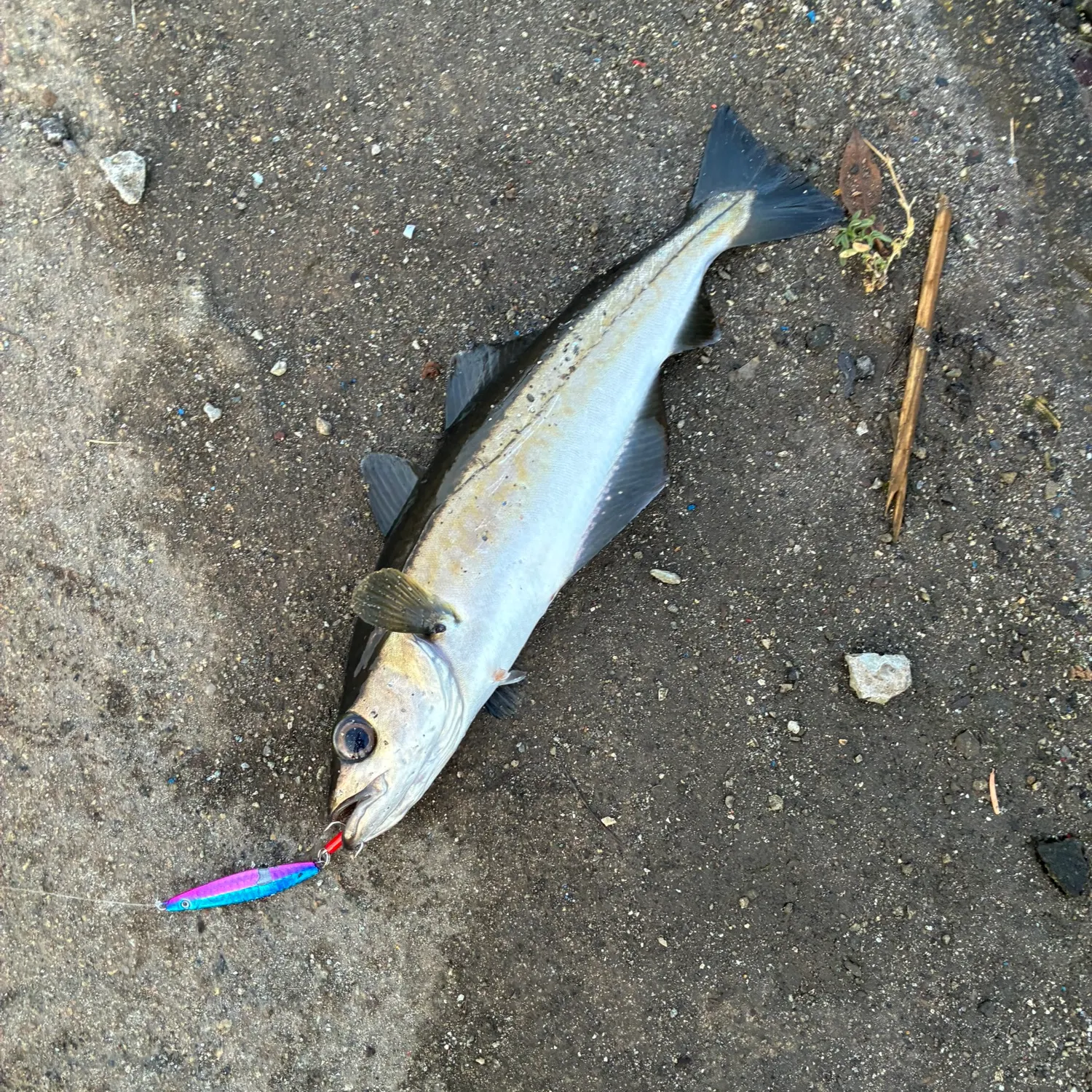 The most recent Pollack catches on Fishbrain