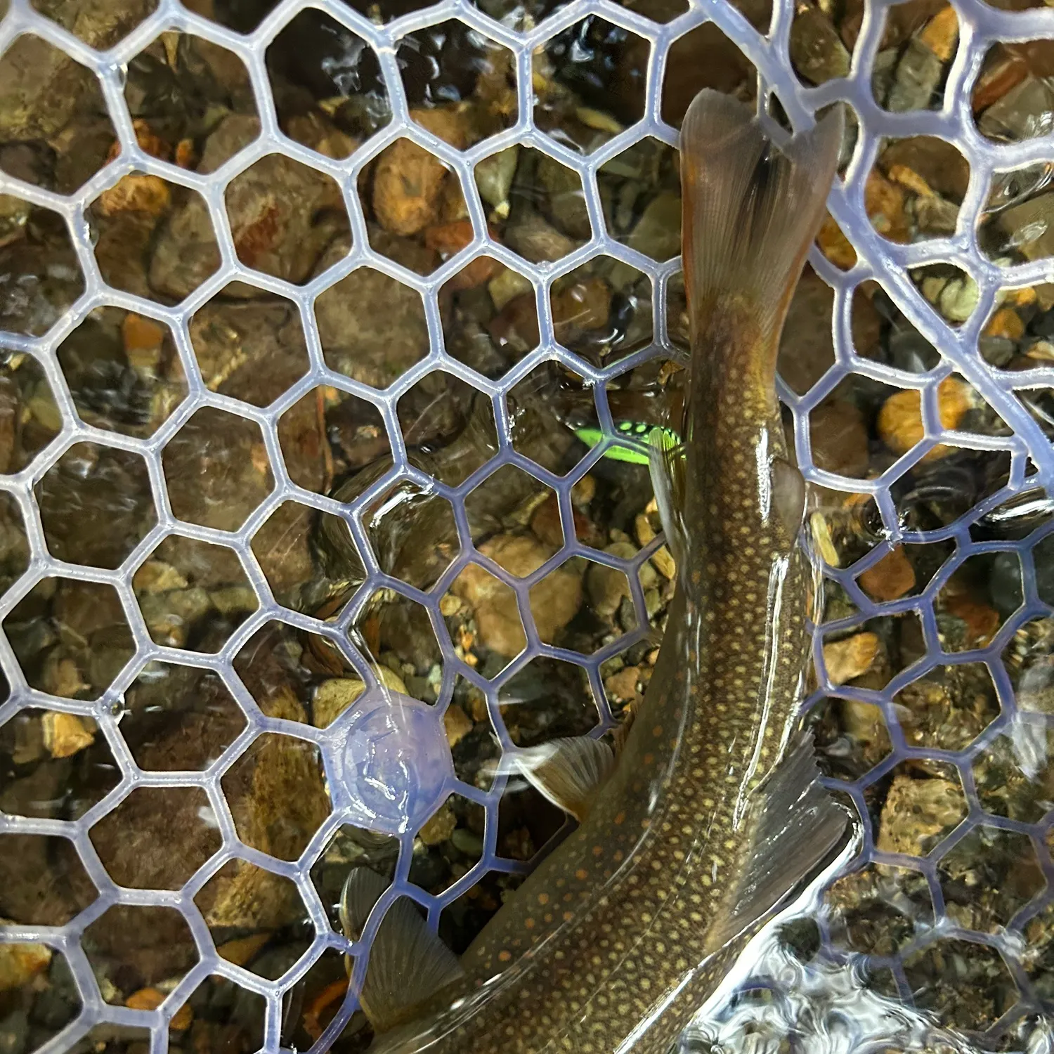 The most recent Japanese pluvius char catches on Fishbrain