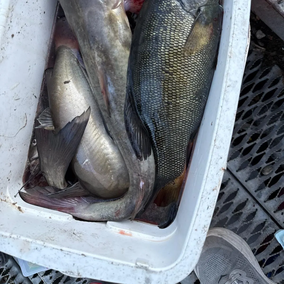 Channel catfish caught on Fishbrain