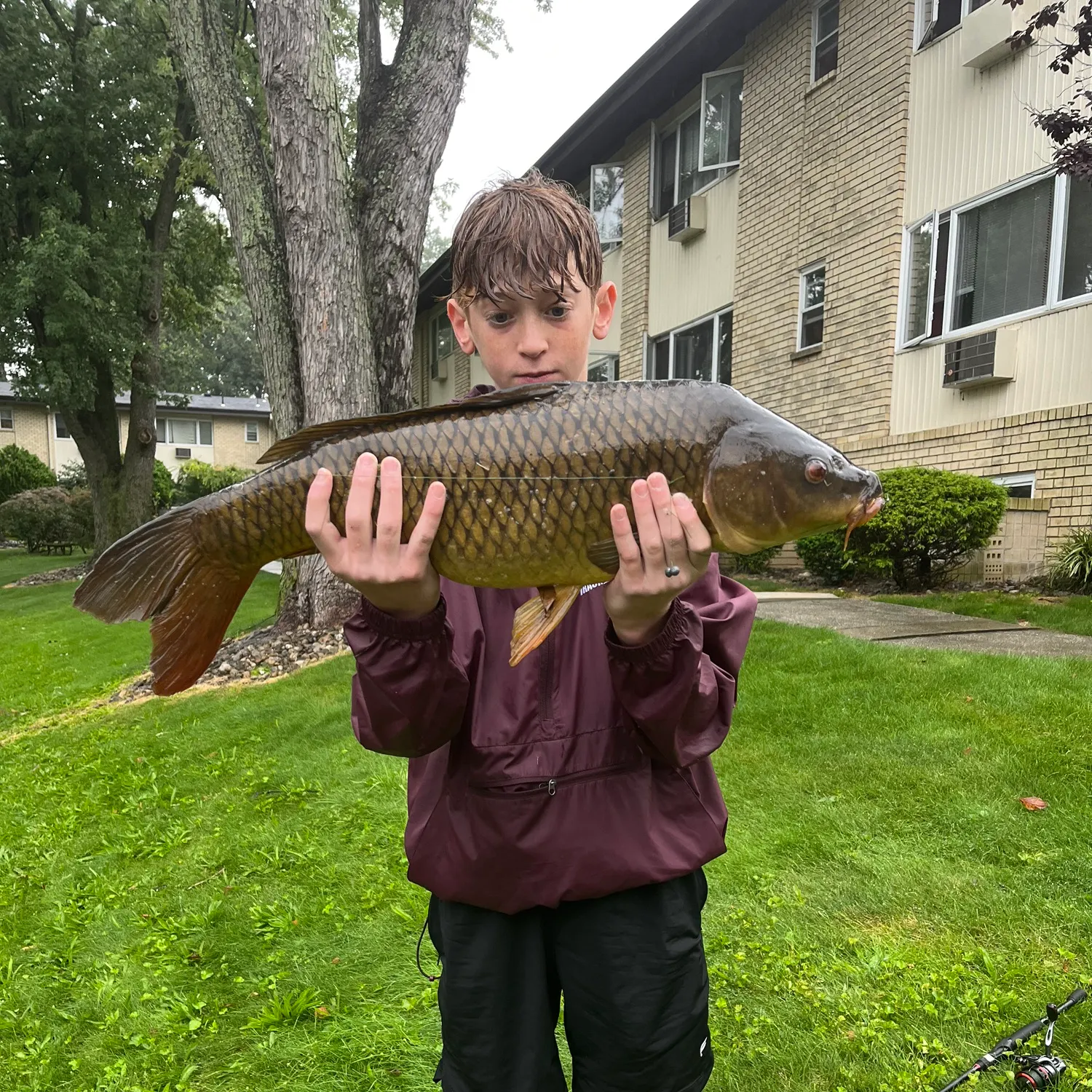 Common carp caught on Fishbrain