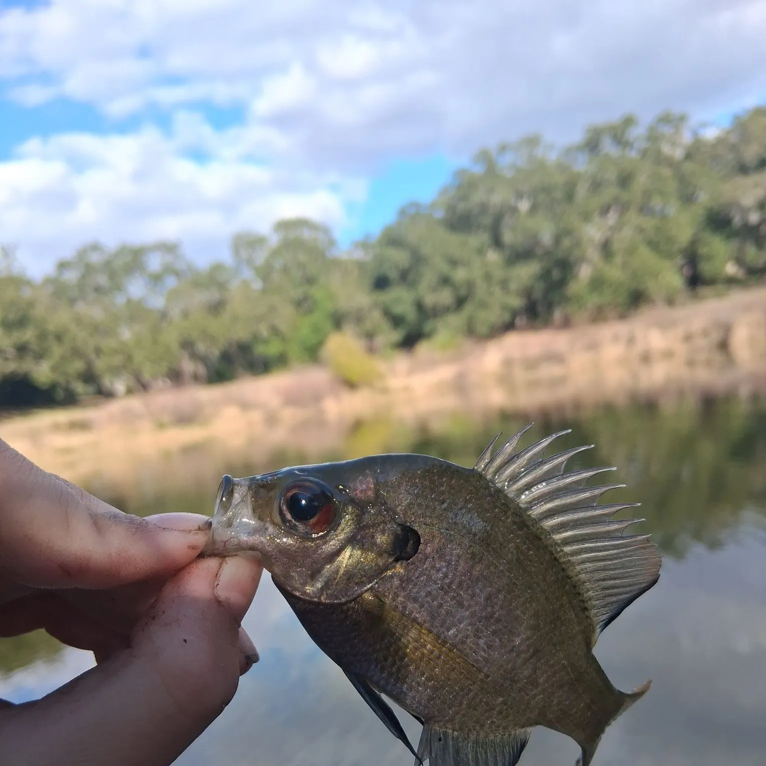 The most recent Coppernose bluegill catches on Fishbrain