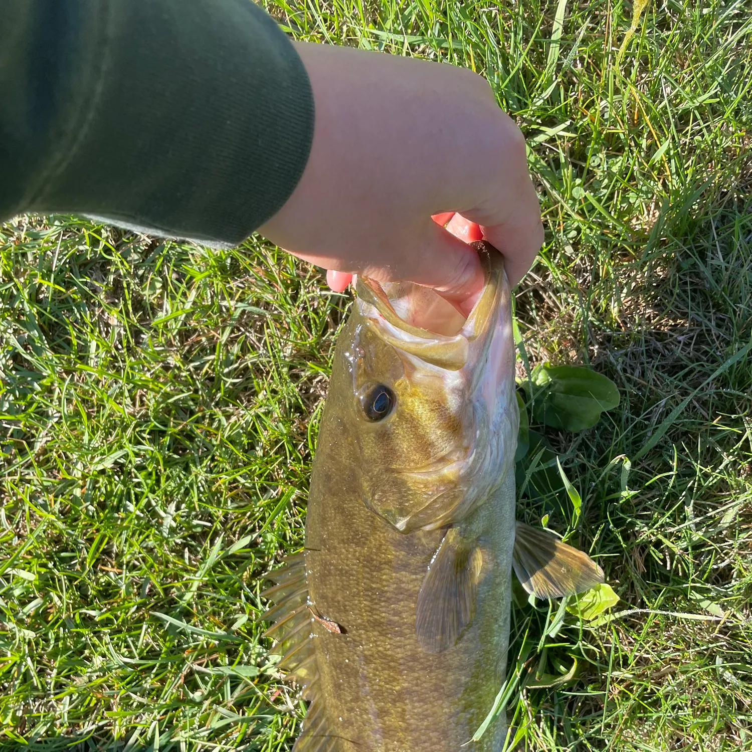 Smallmouth bass caught on Fishbrain