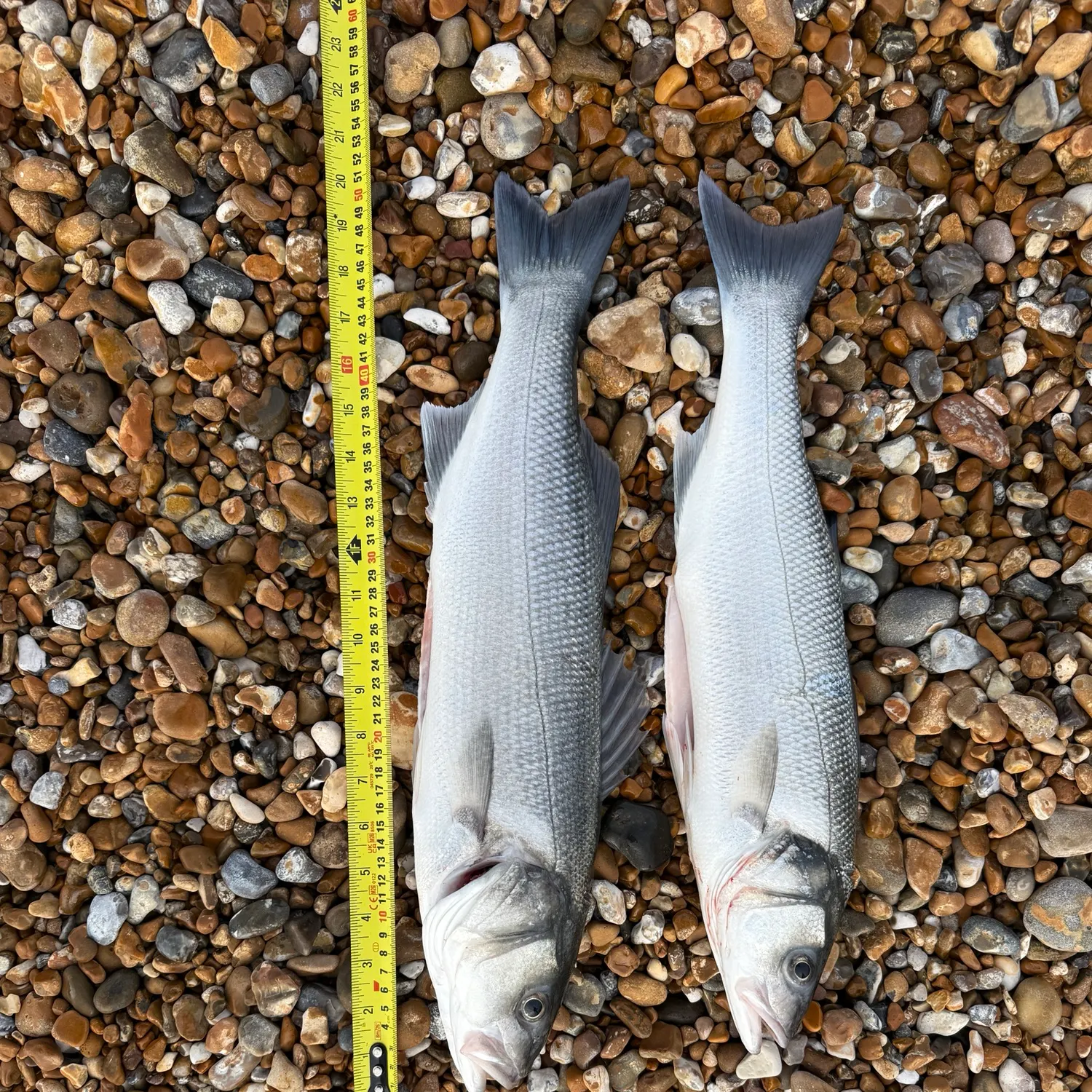 European seabass caught on Fishbrain