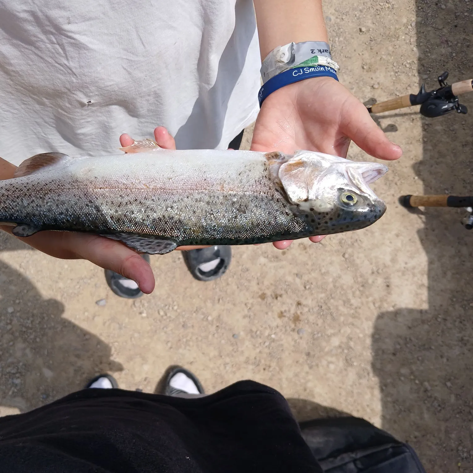 The most recent Rainbow trout catches on Fishbrain
