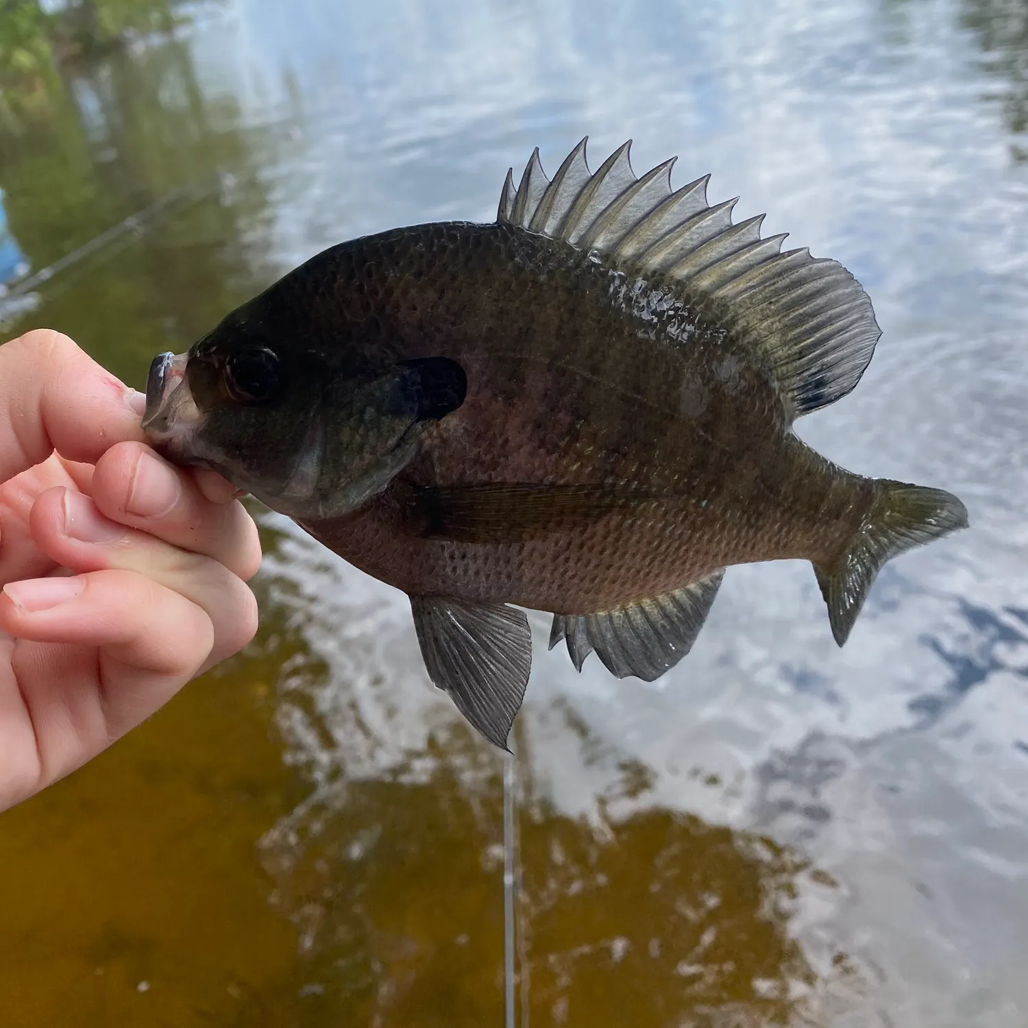 Bluegill caught on Fishbrain