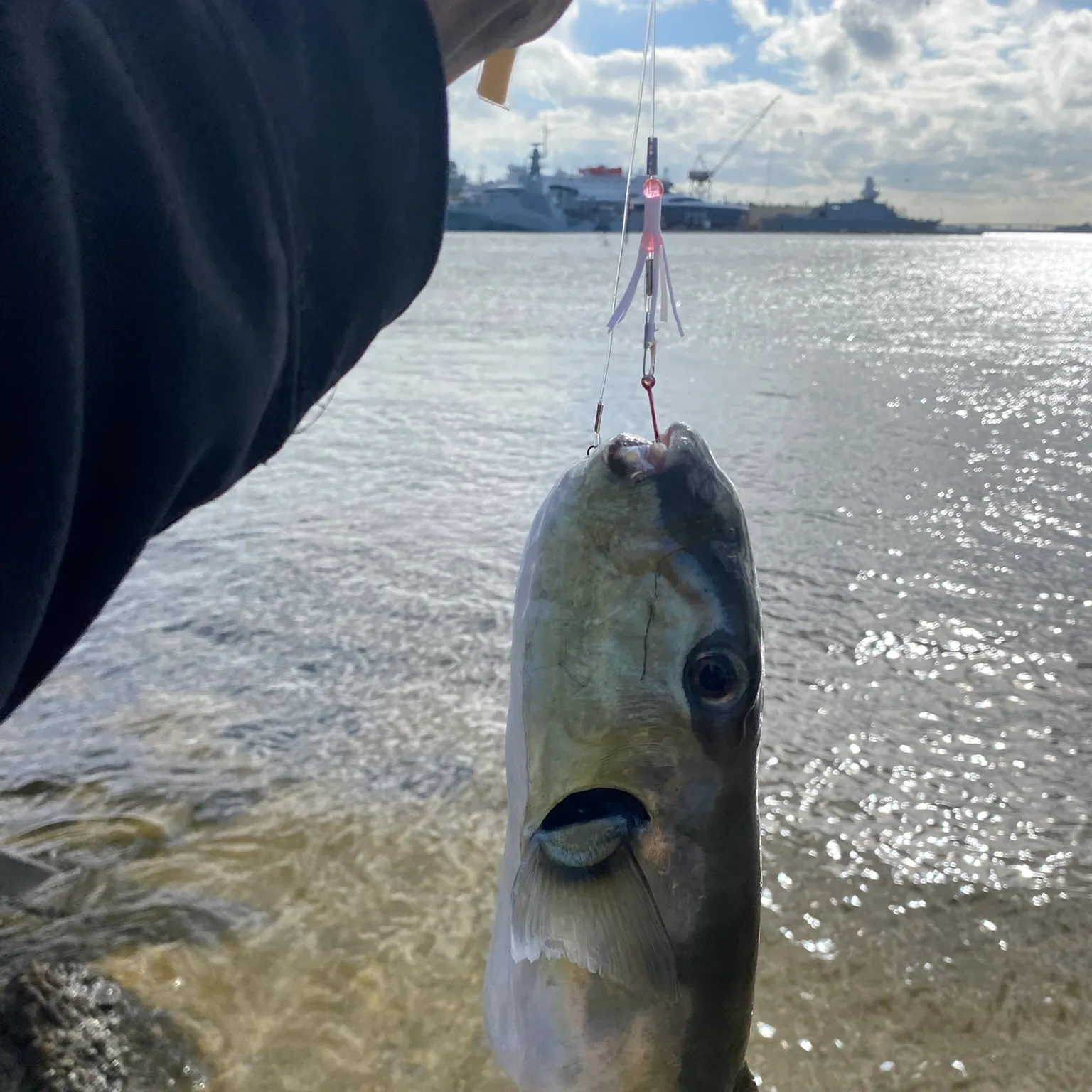 The most recent Smooth puffer catches on Fishbrain