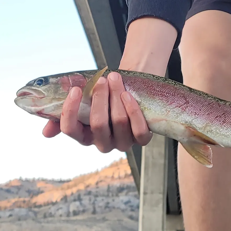 Rainbow trout caught on Fishbrain
