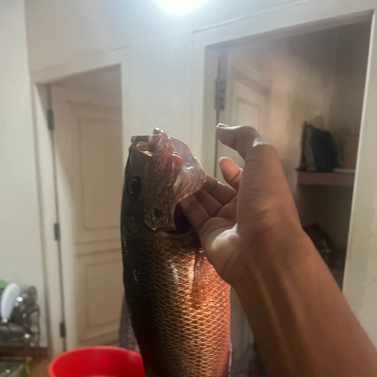 Mangrove red snapper caught on Fishbrain