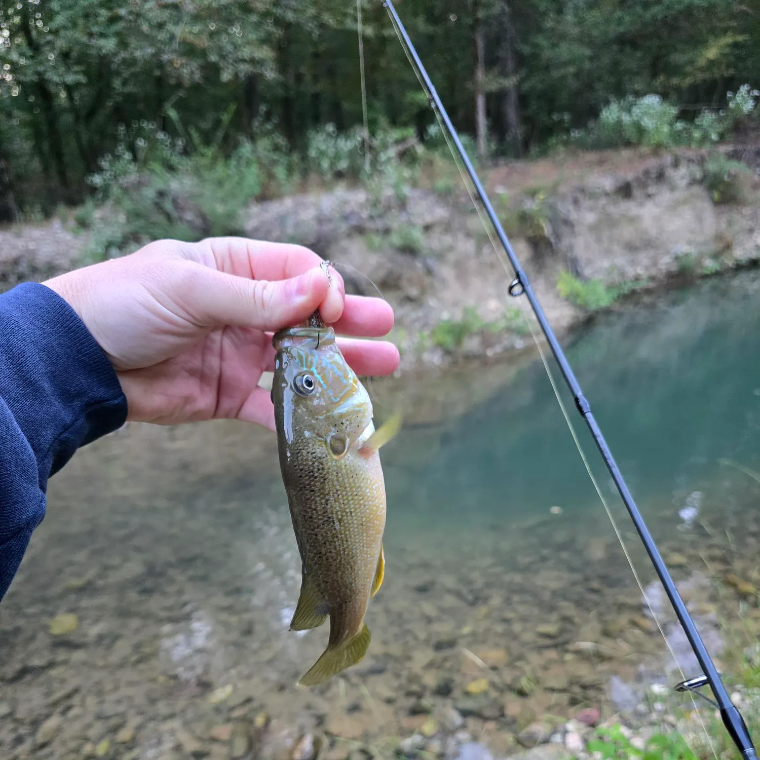 Green sunfish caught on Fishbrain