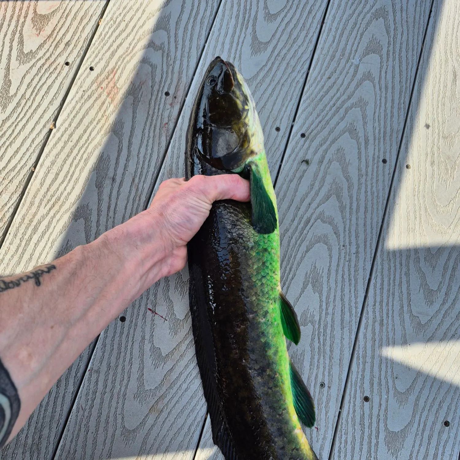 recently logged catches