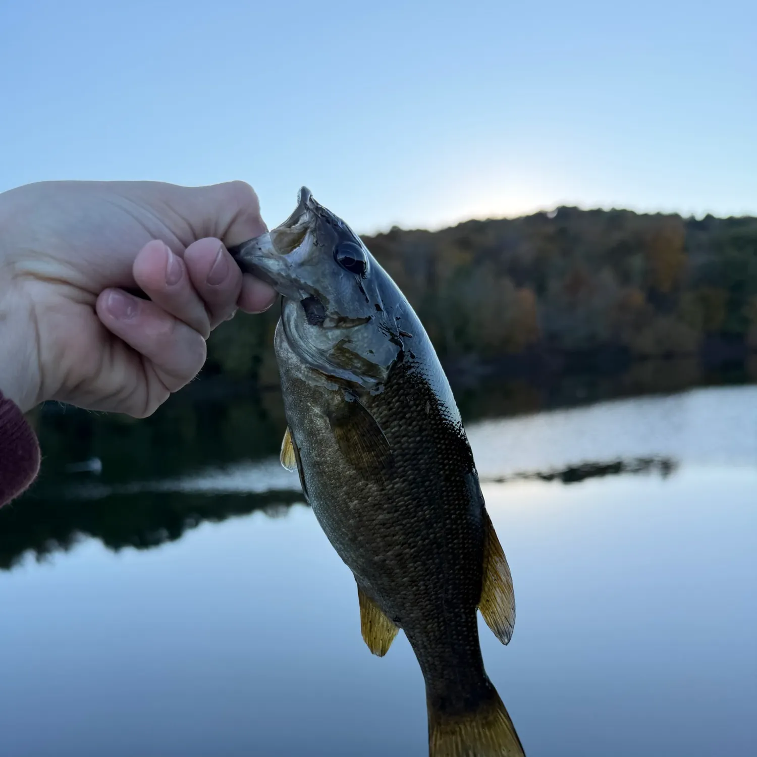 Smallmouth bass caught on Fishbrain