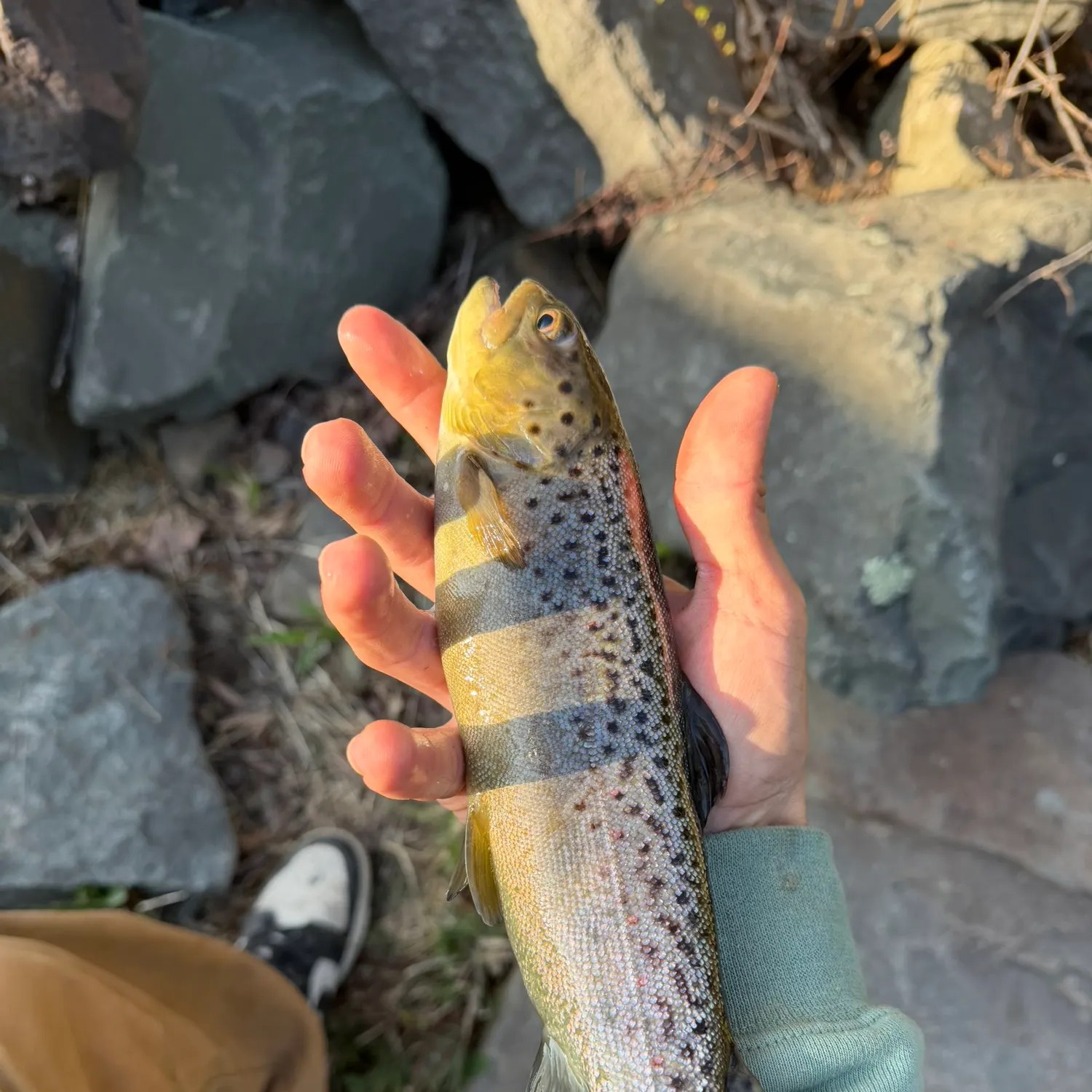 recently logged catches
