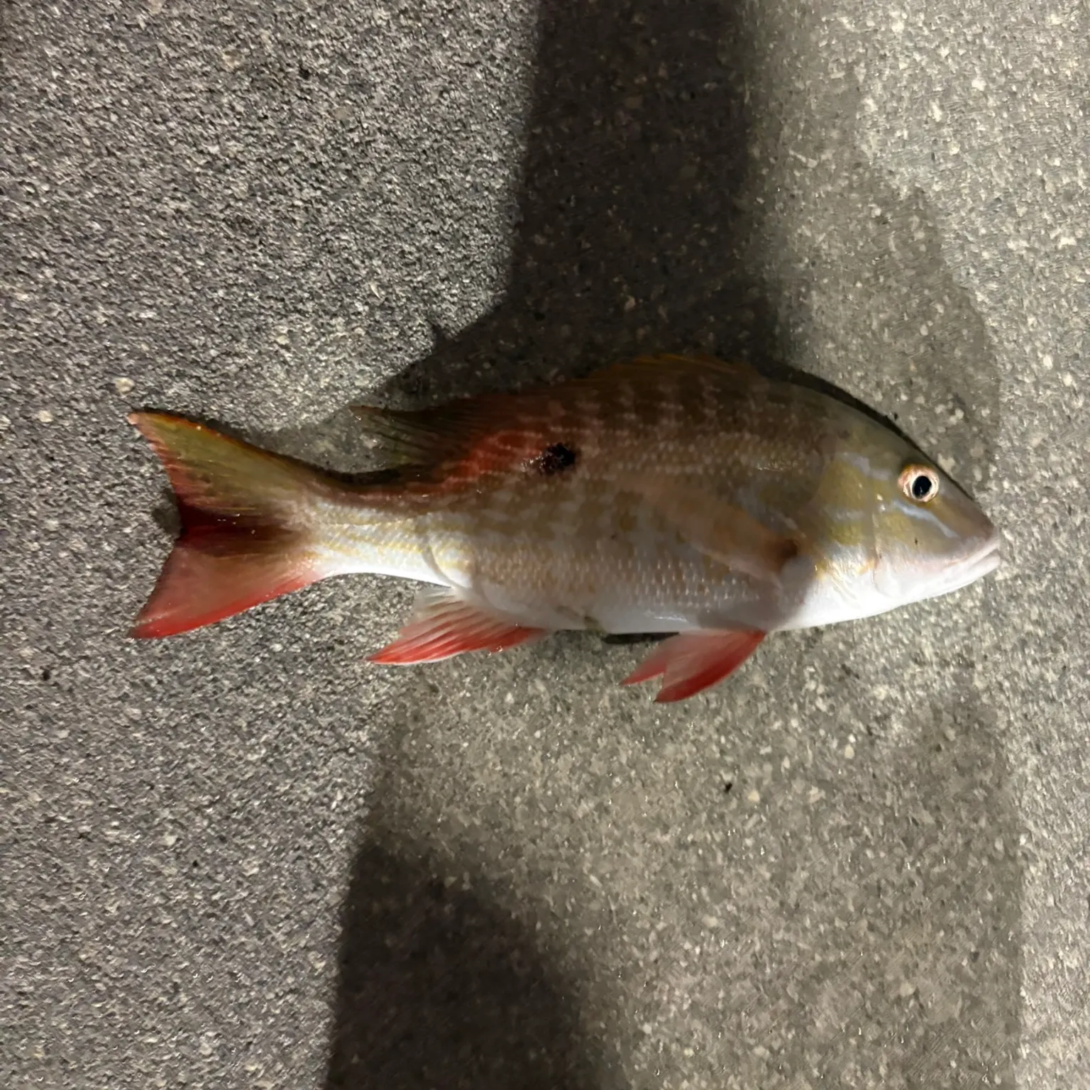 The most recent Mutton snapper catches on Fishbrain