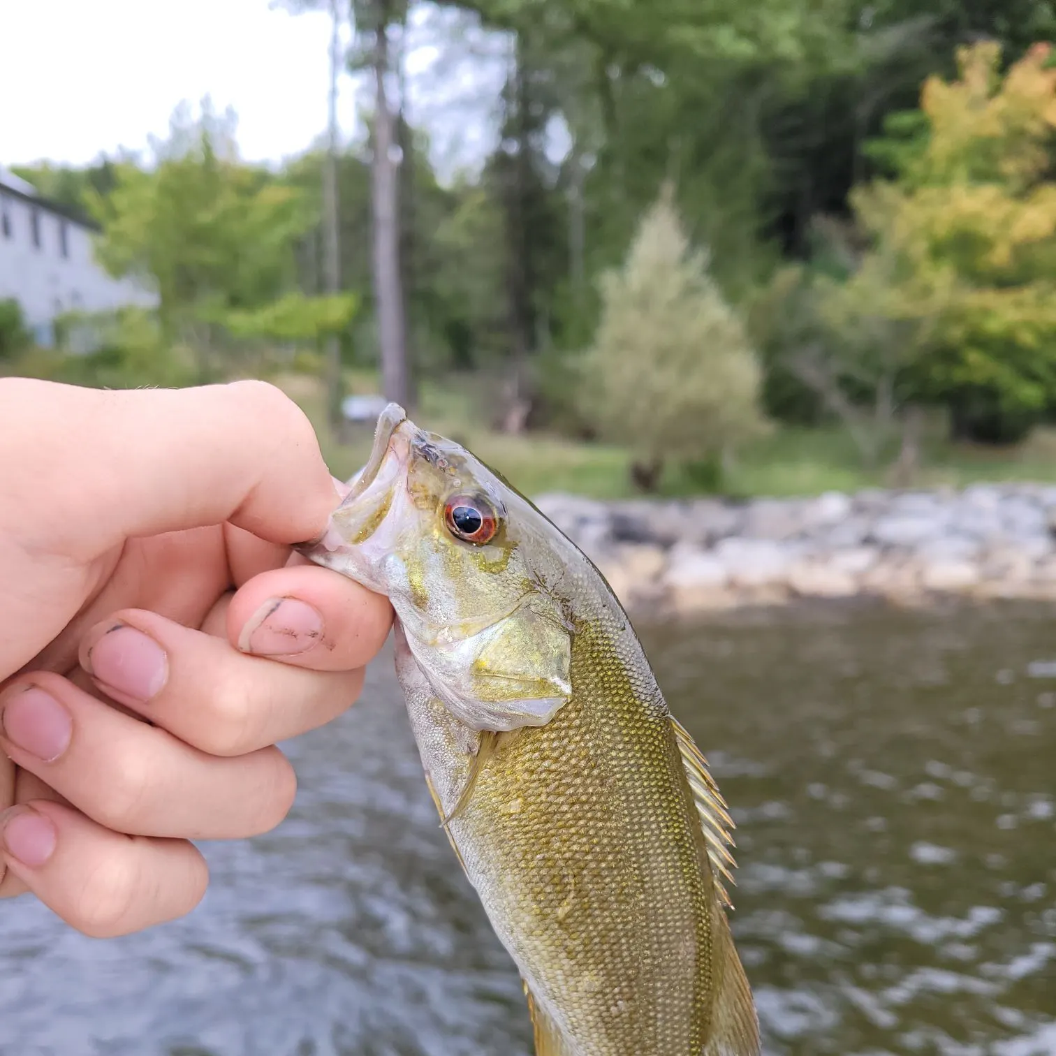 Smallmouth bass caught on Fishbrain