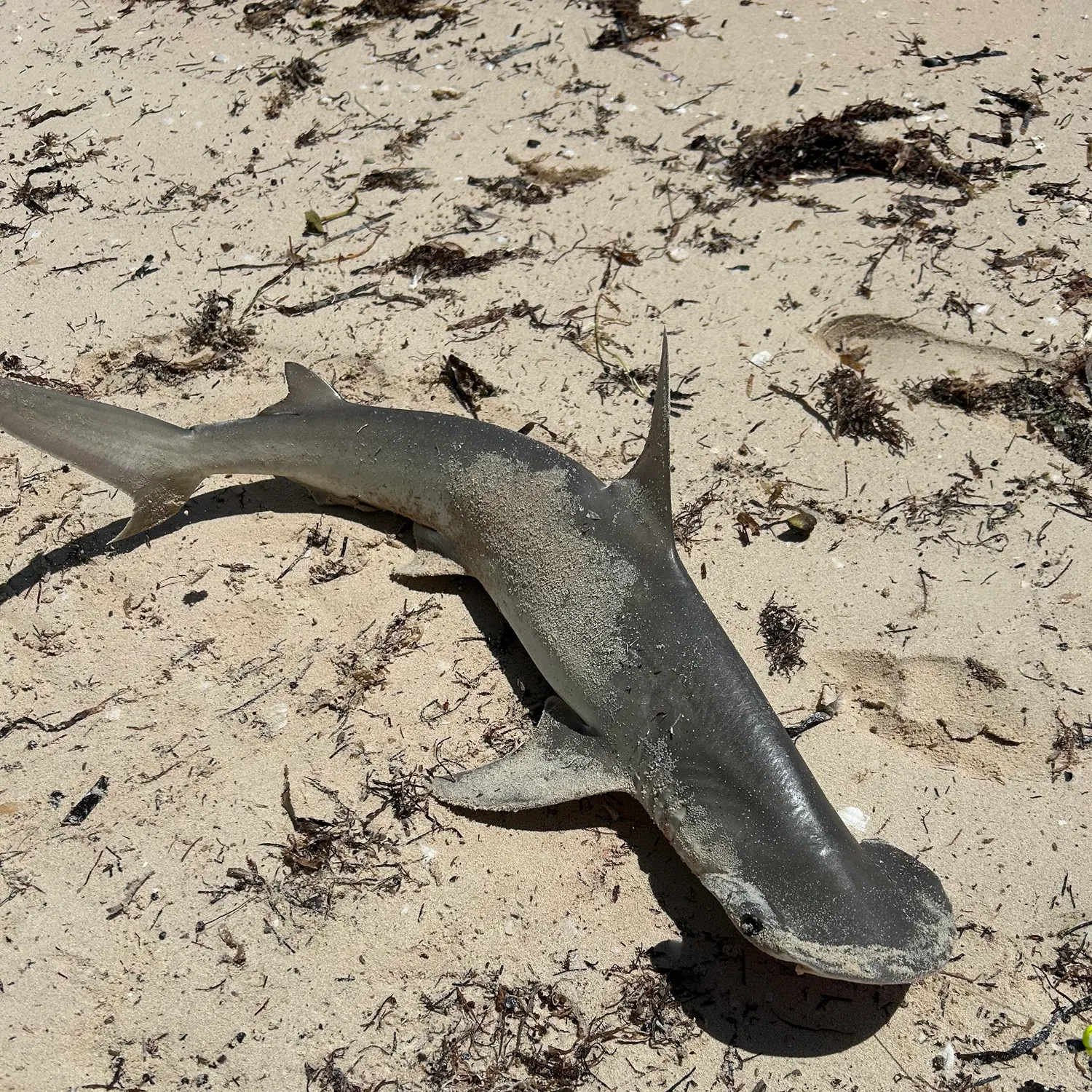 The most recent Bonnethead shark catches on Fishbrain