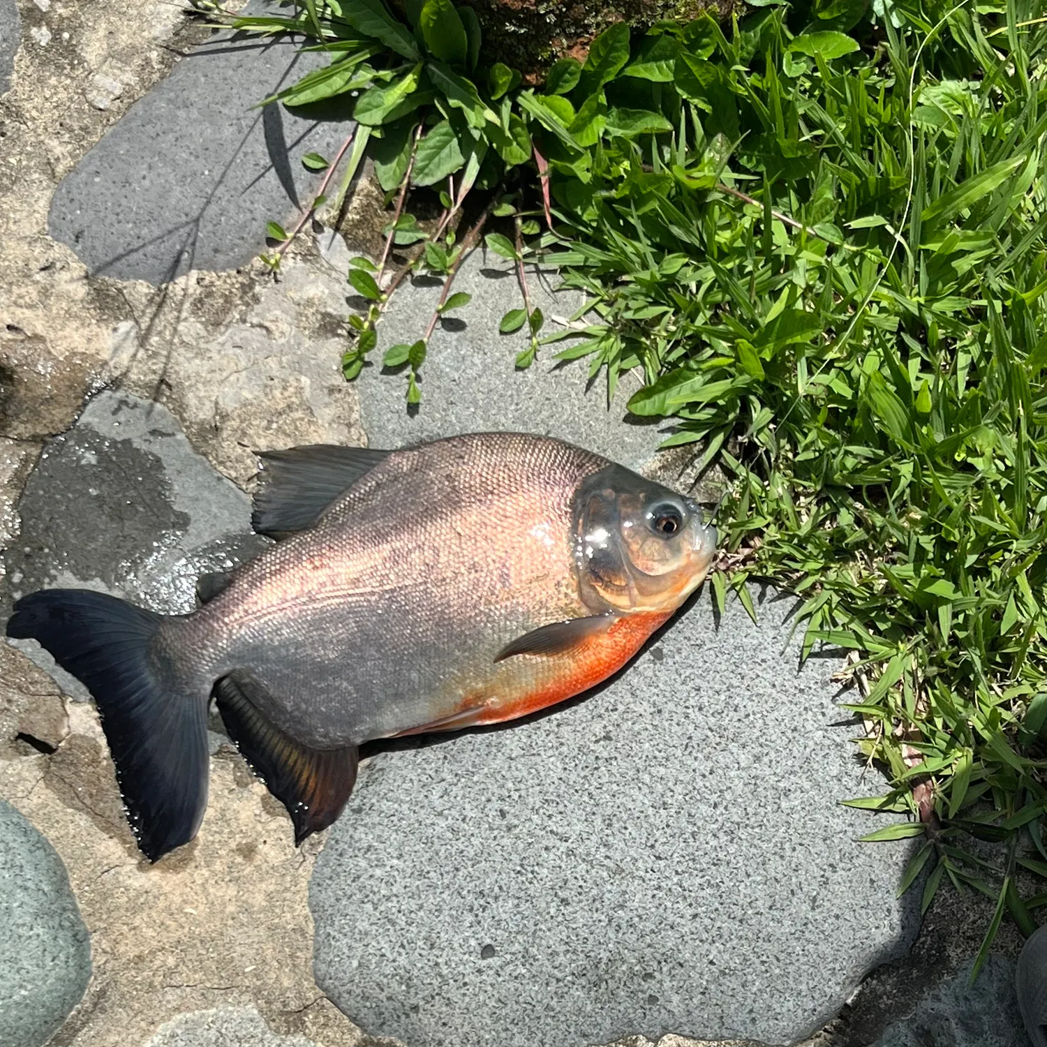 The most recent Red-bellied pacu catches on Fishbrain