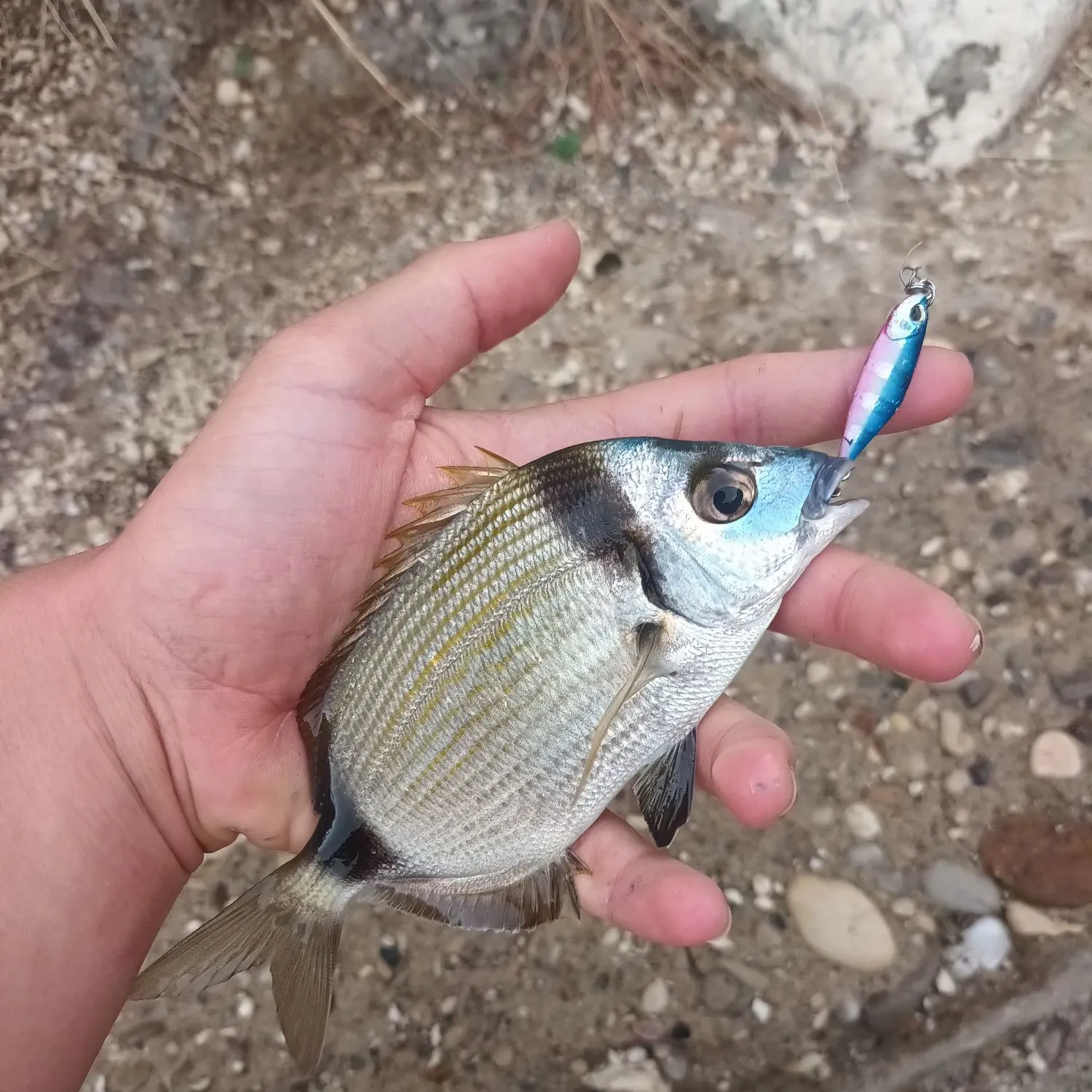 The most recent Common two-banded seabream catches on Fishbrain