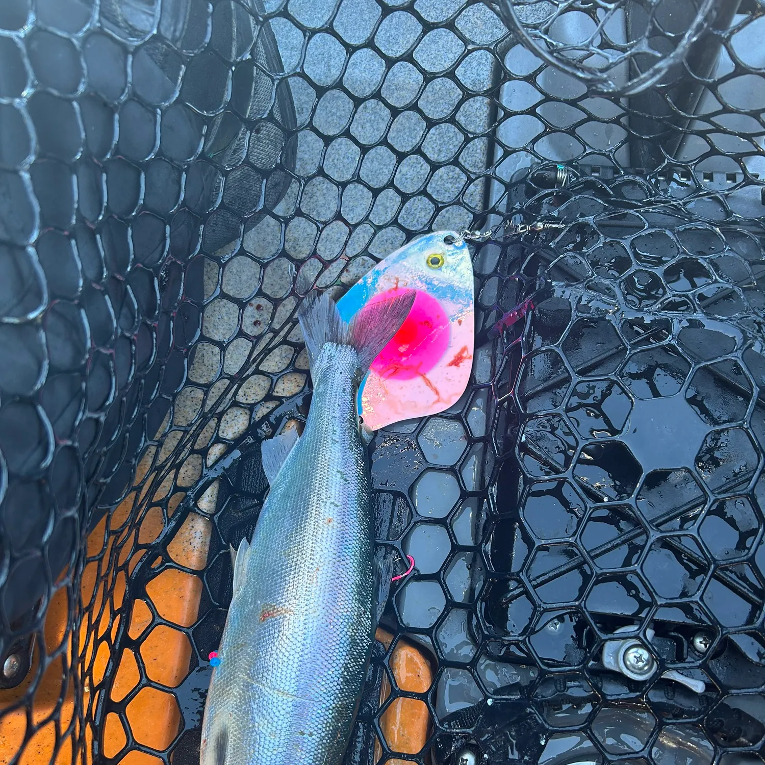 The most recent Kokanee salmon catches on Fishbrain