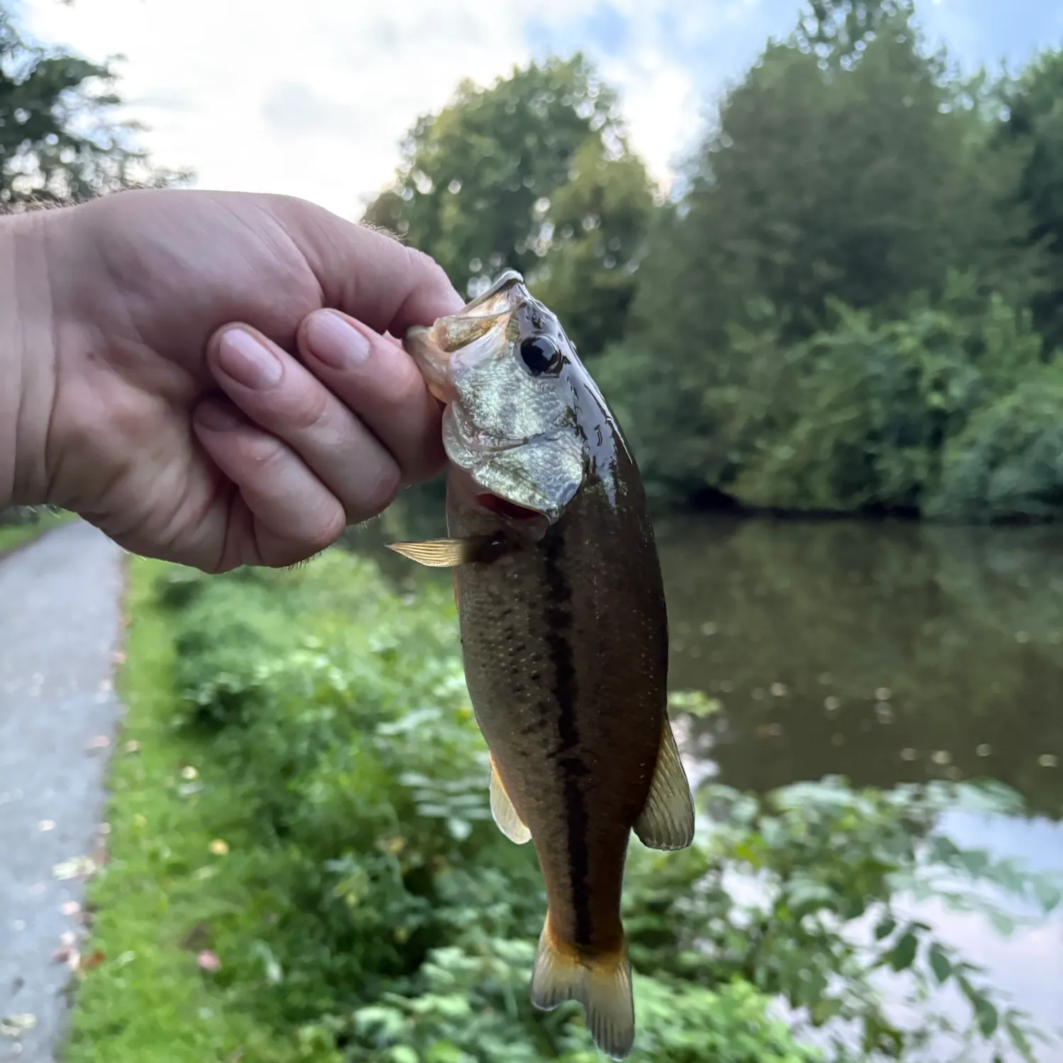 Largemouth bass caught on Fishbrain