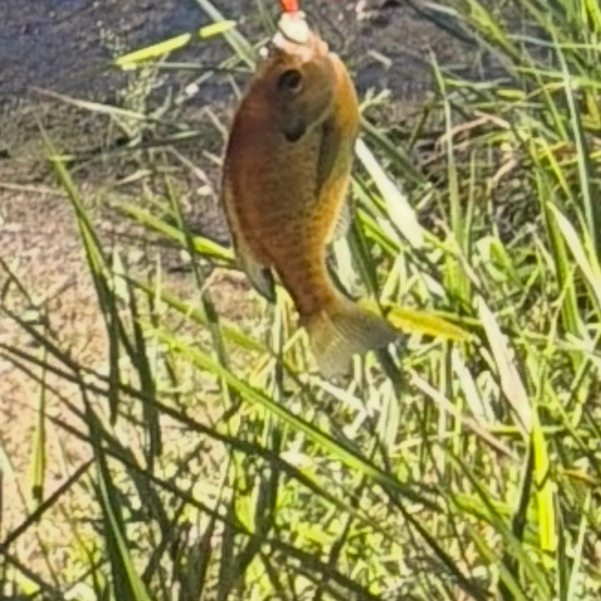 Fish caught on Fishbrain