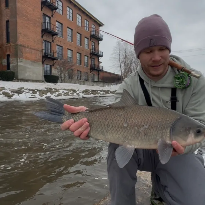 The most recent Bigmouth buffalo catches on Fishbrain