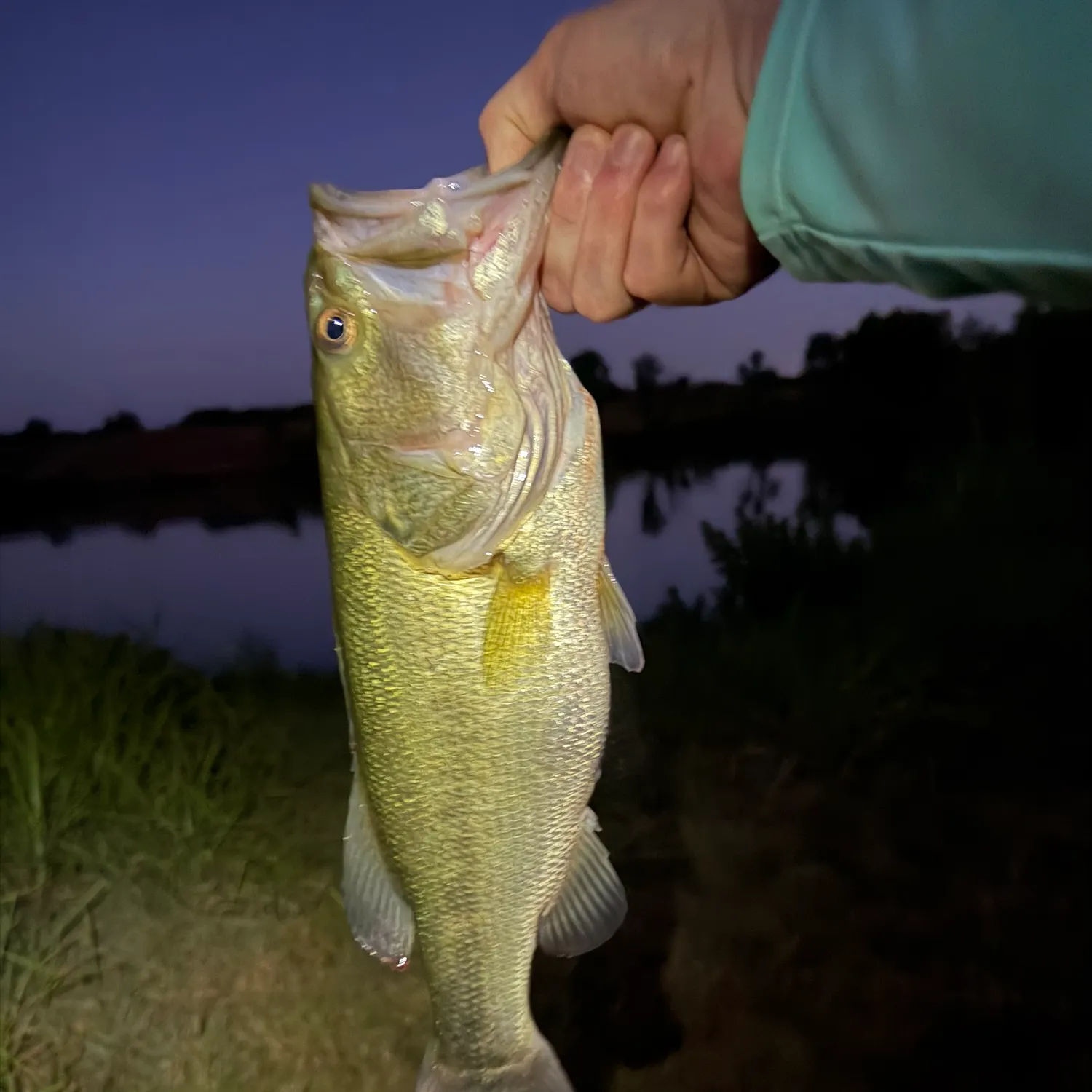 Largemouth bass caught on Fishbrain