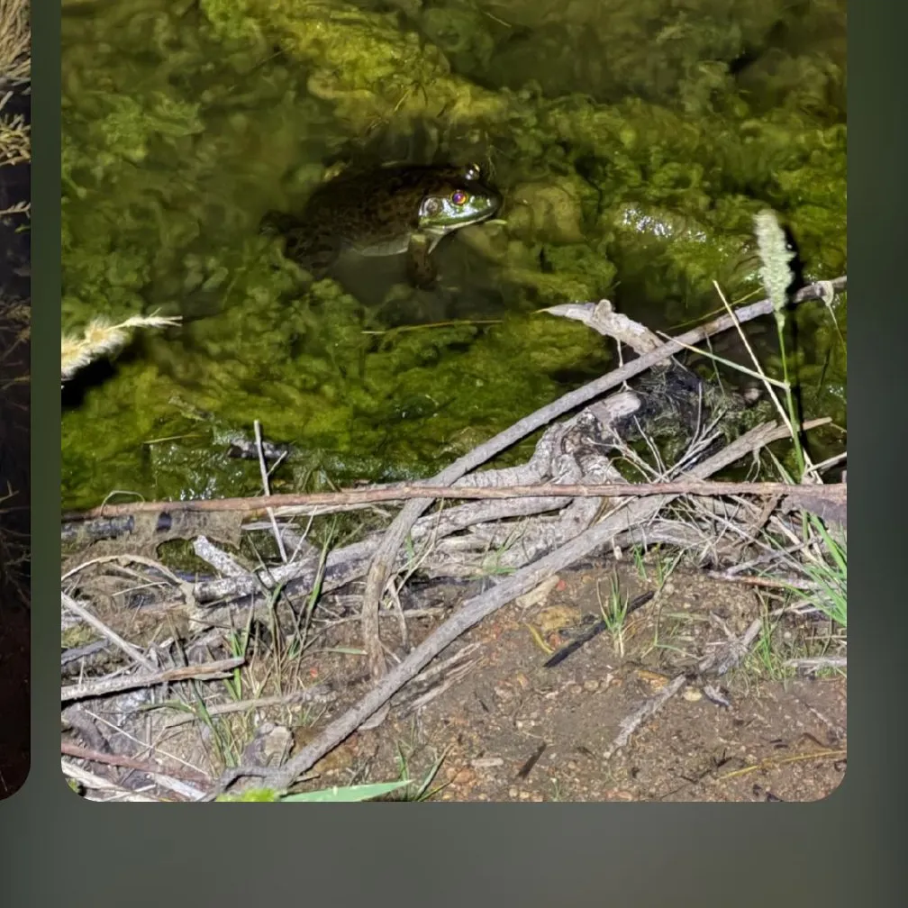Green frog caught on Fishbrain