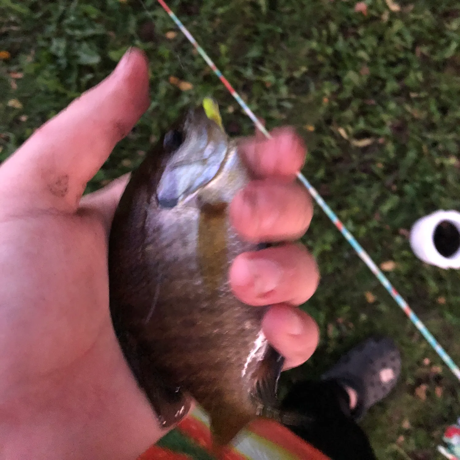 Bluegill caught on Fishbrain