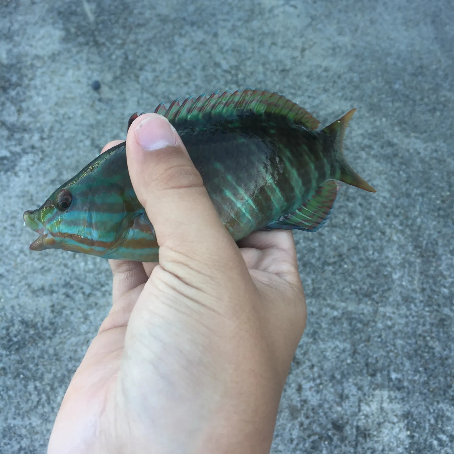 The most recent Zebra fish catches on Fishbrain