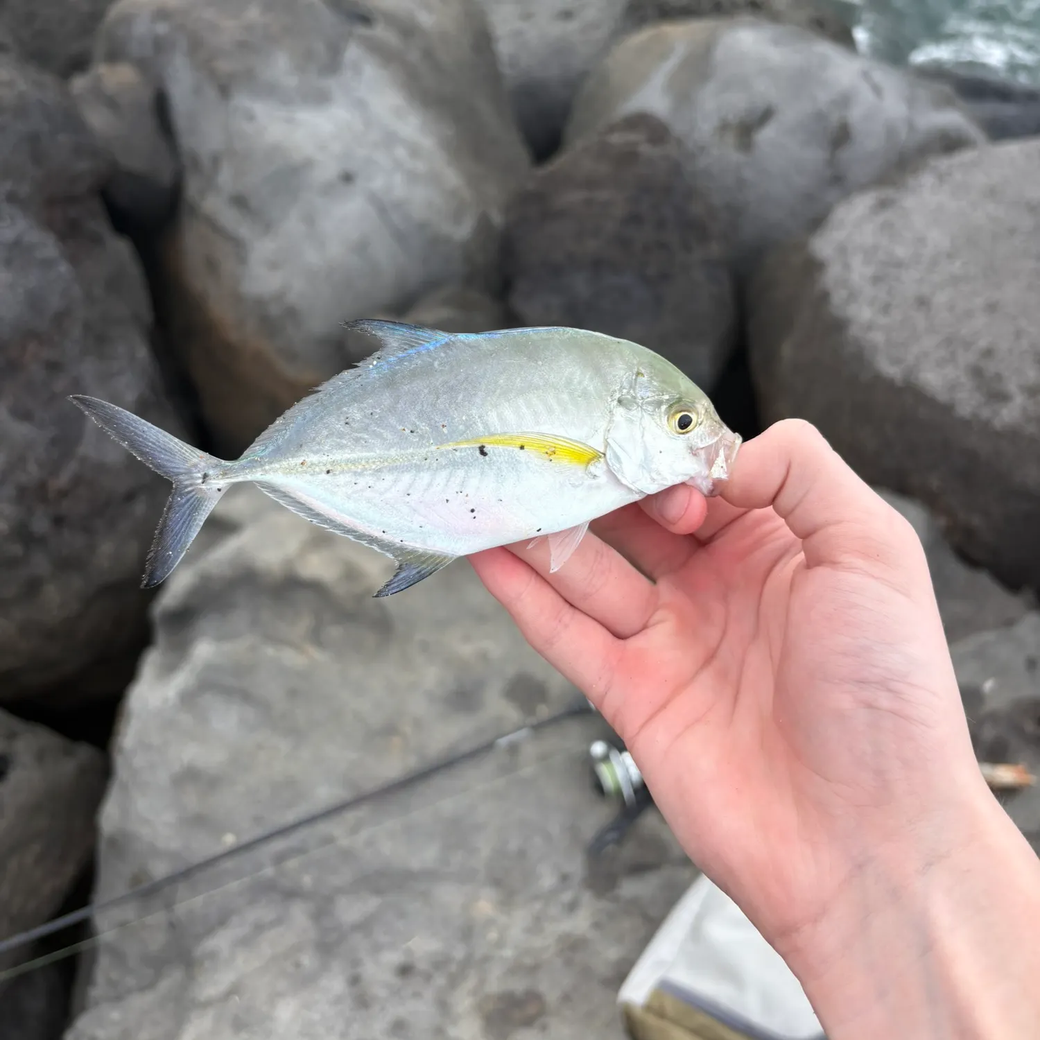The most recent Bluefin trevally catches on Fishbrain