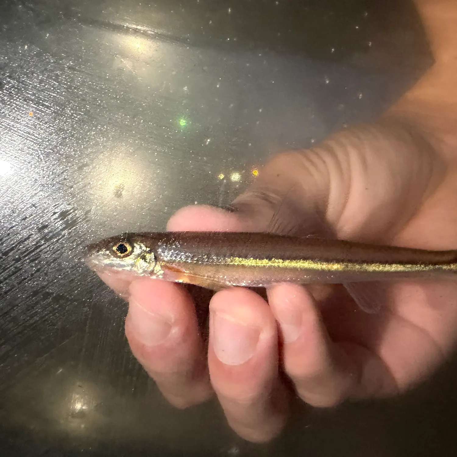 The most recent Stargazing minnow catches on Fishbrain