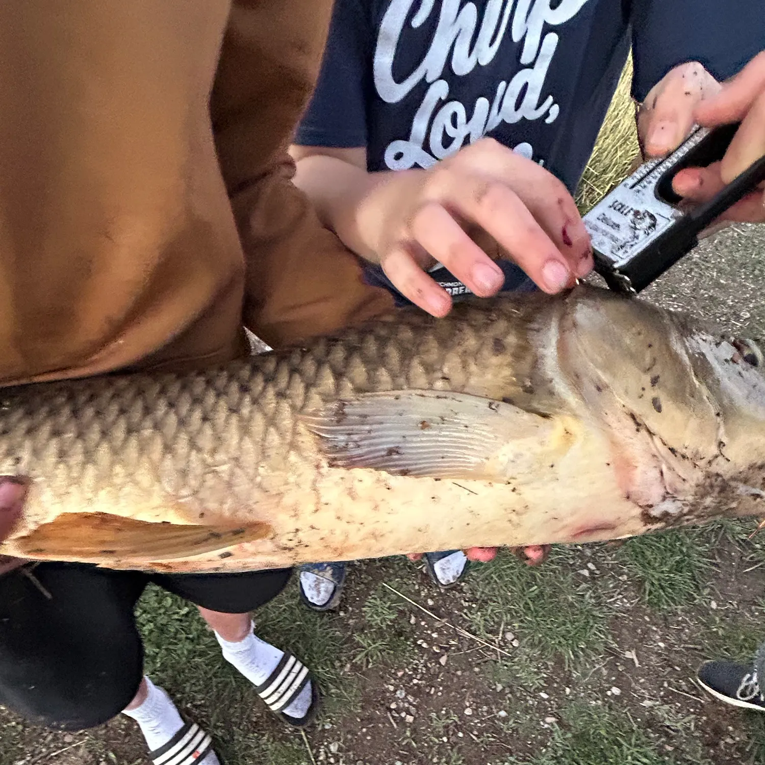 Common carp caught on Fishbrain