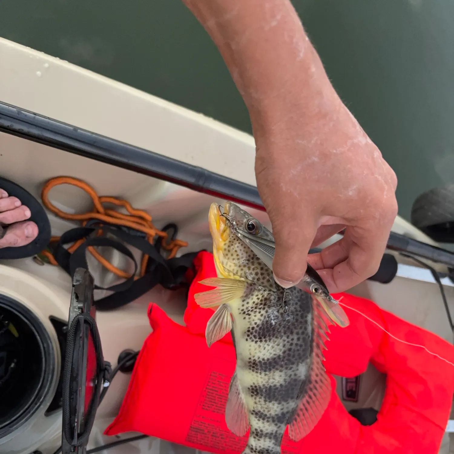 Spotted sand bass caught on Fishbrain