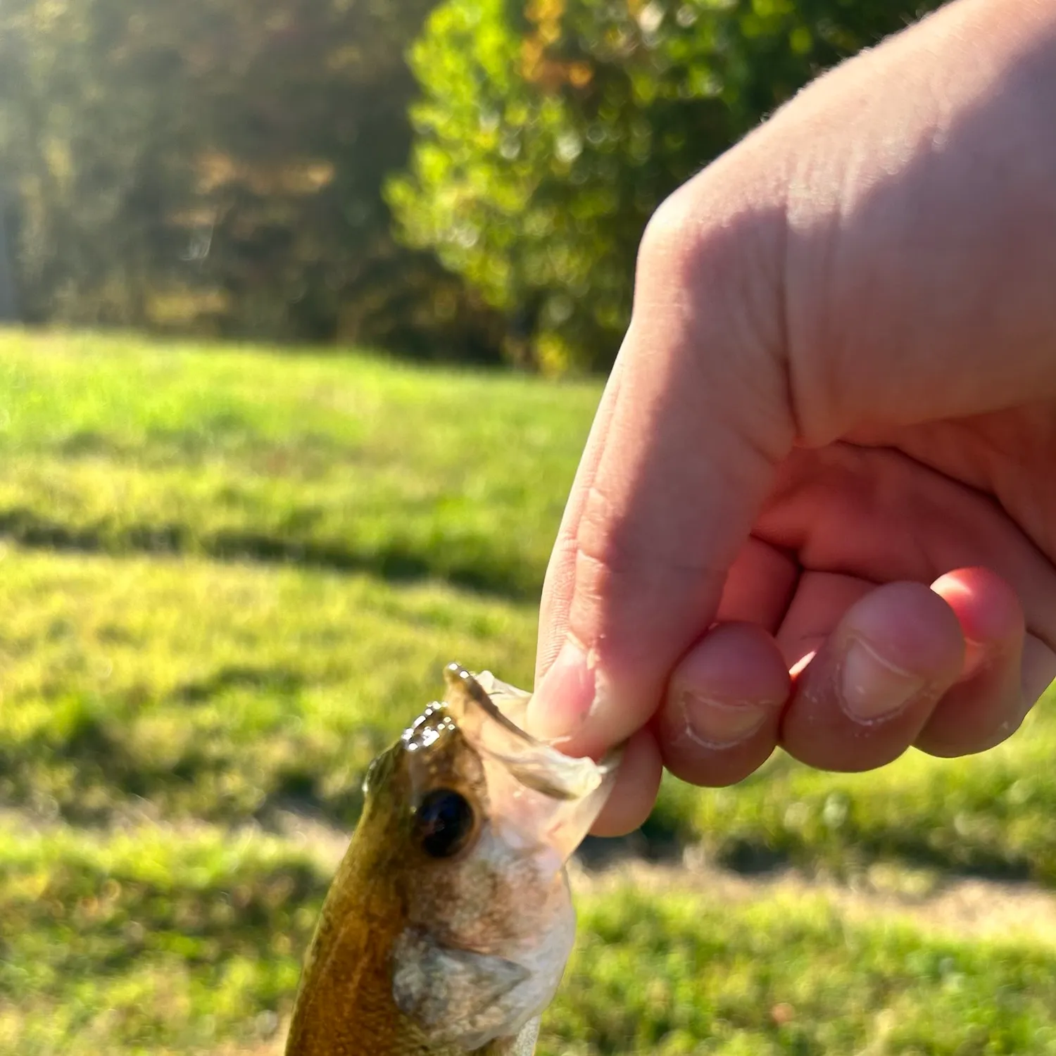 Fish caught on Fishbrain