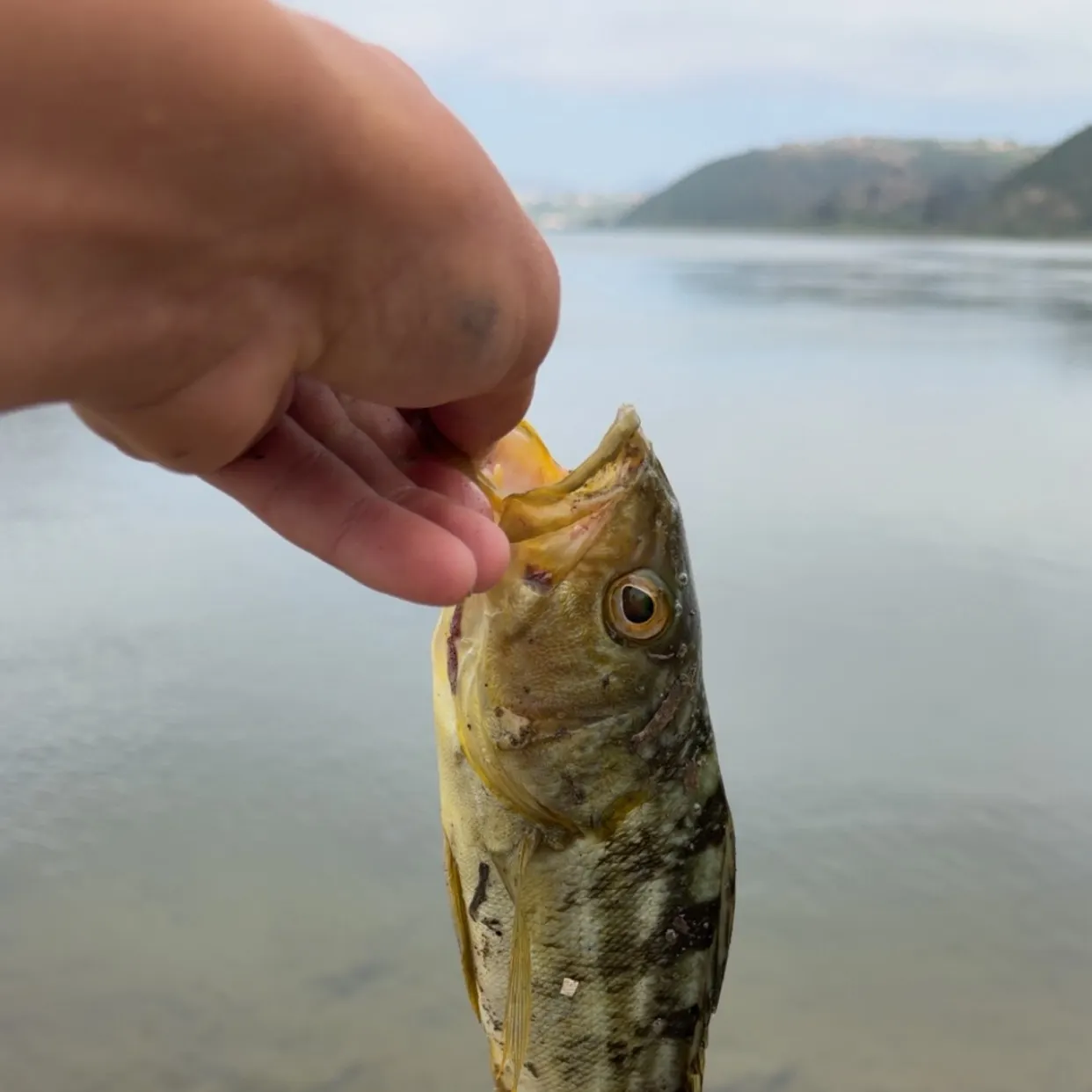 The most recent Kelp bass catches on Fishbrain