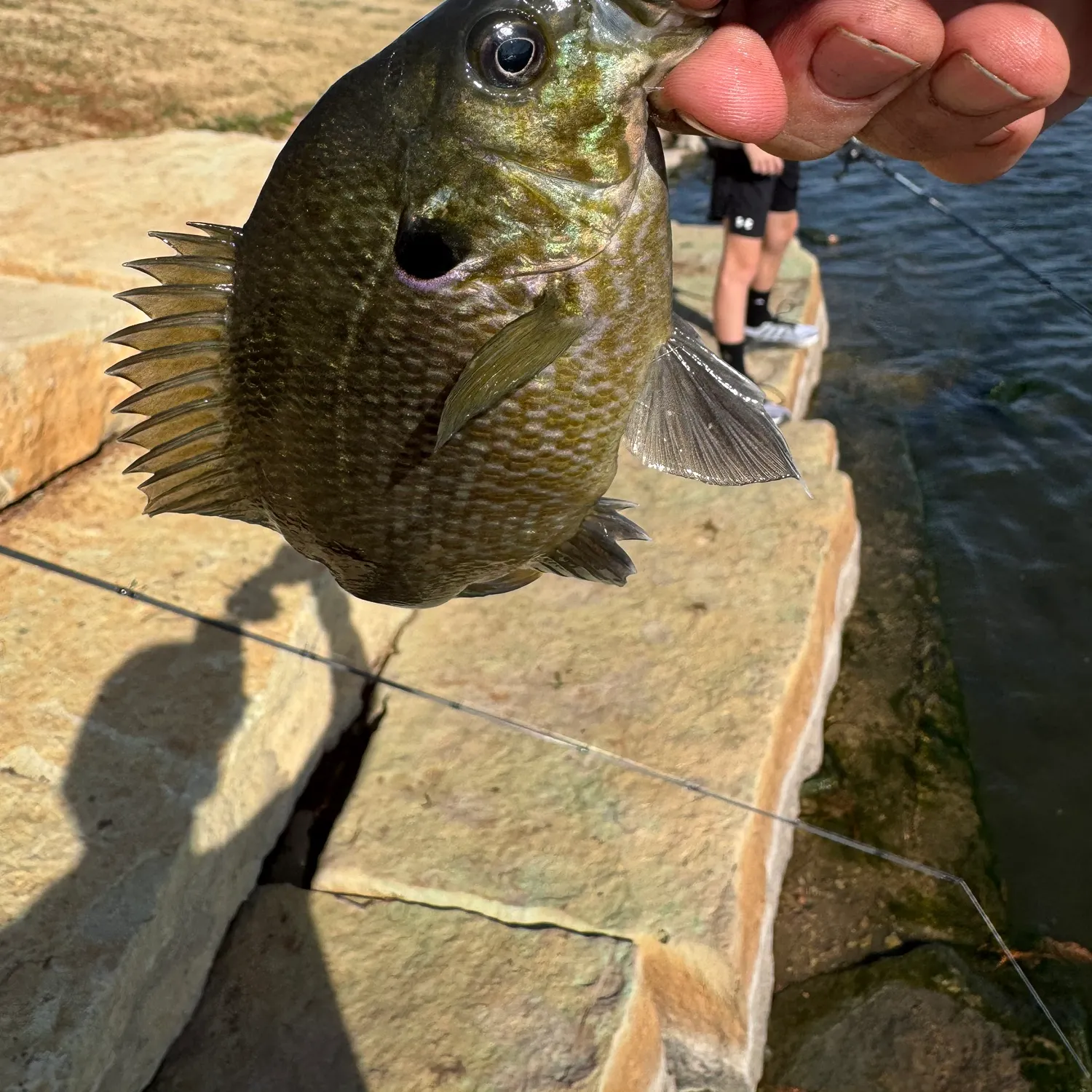 The most recent Greengill hybrid catches on Fishbrain