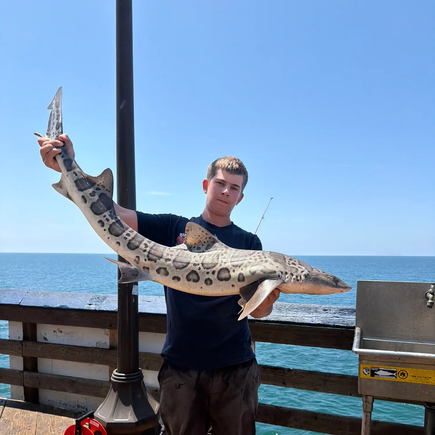 The most recent Leopard shark catches on Fishbrain