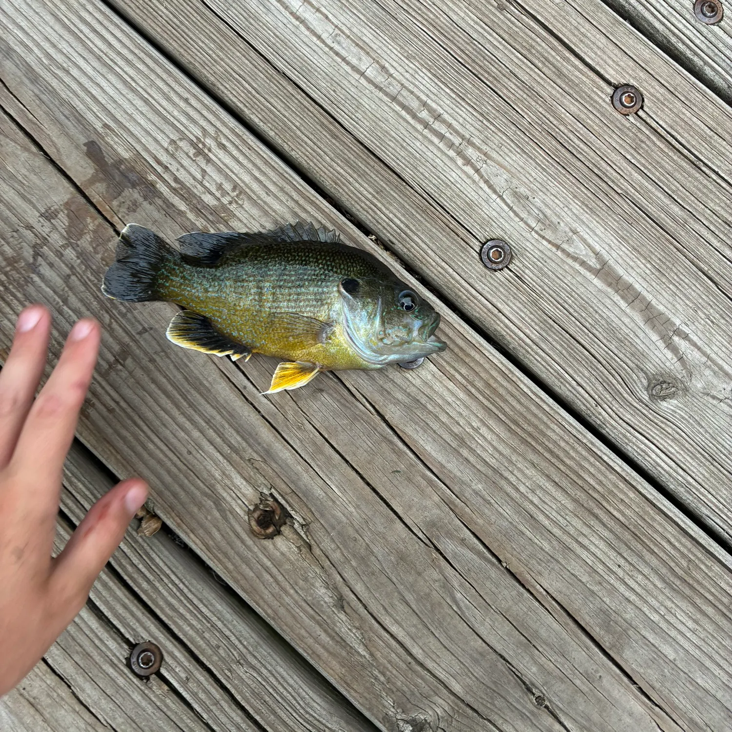 catch