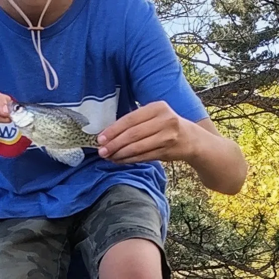 Black crappie caught on Fishbrain
