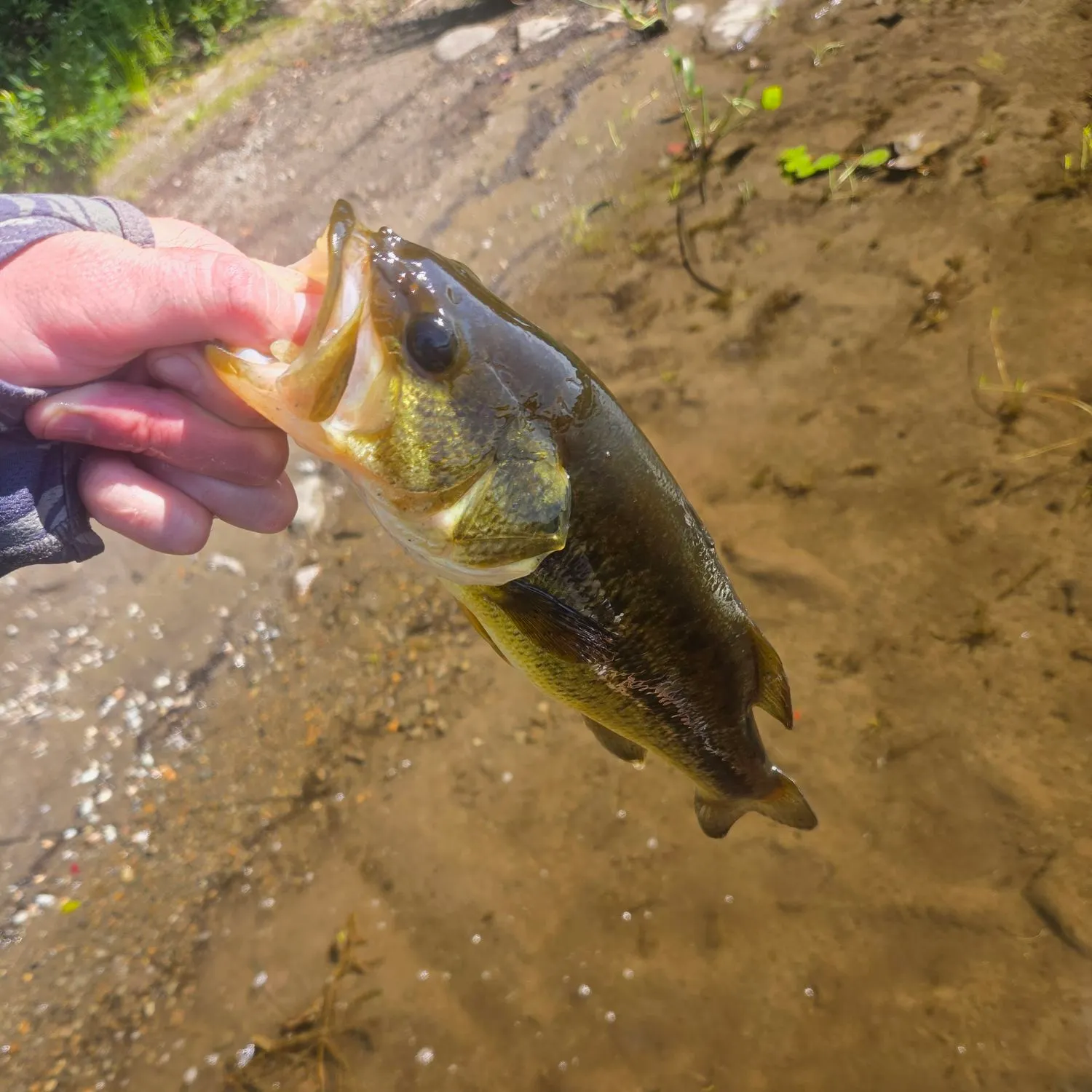 Smallmouth bass caught on Fishbrain