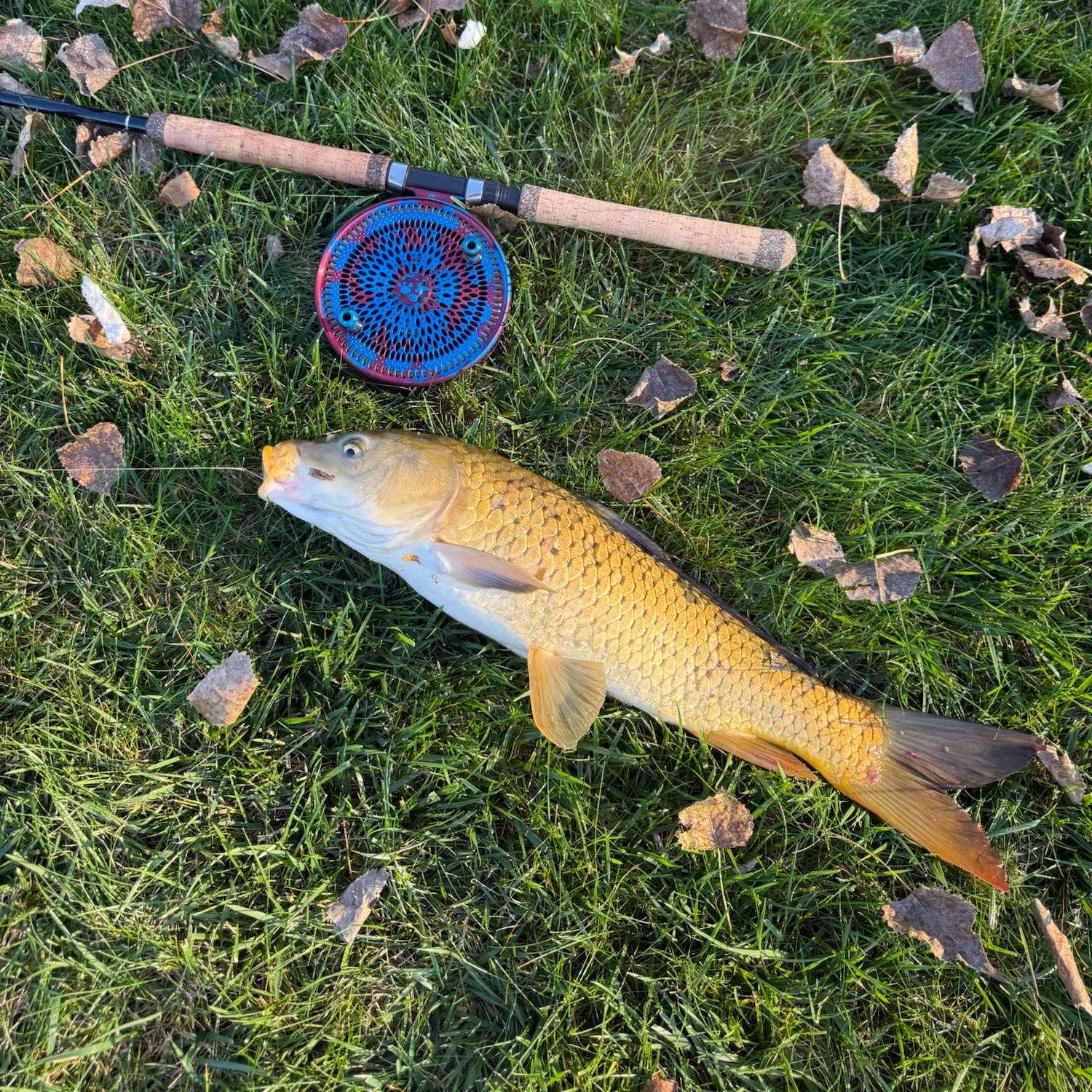 Common carp caught on Fishbrain